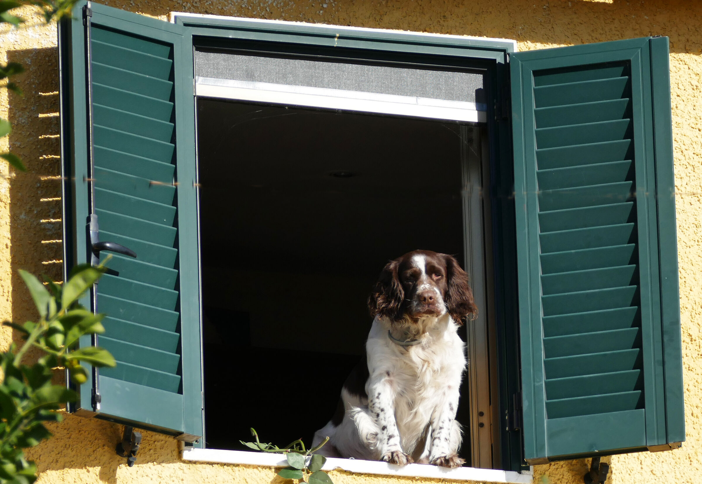 non solo i gatti alla finestra!!