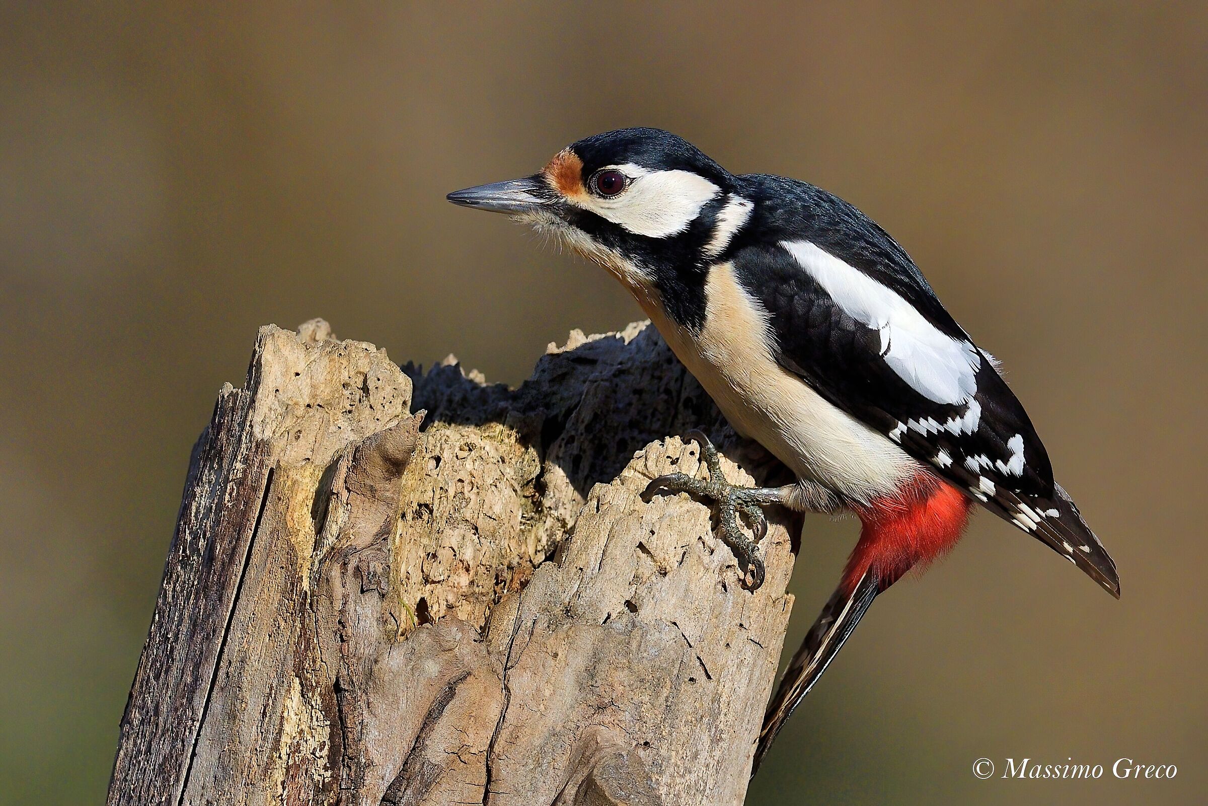 Una bella femminuccia di Picchio rosso