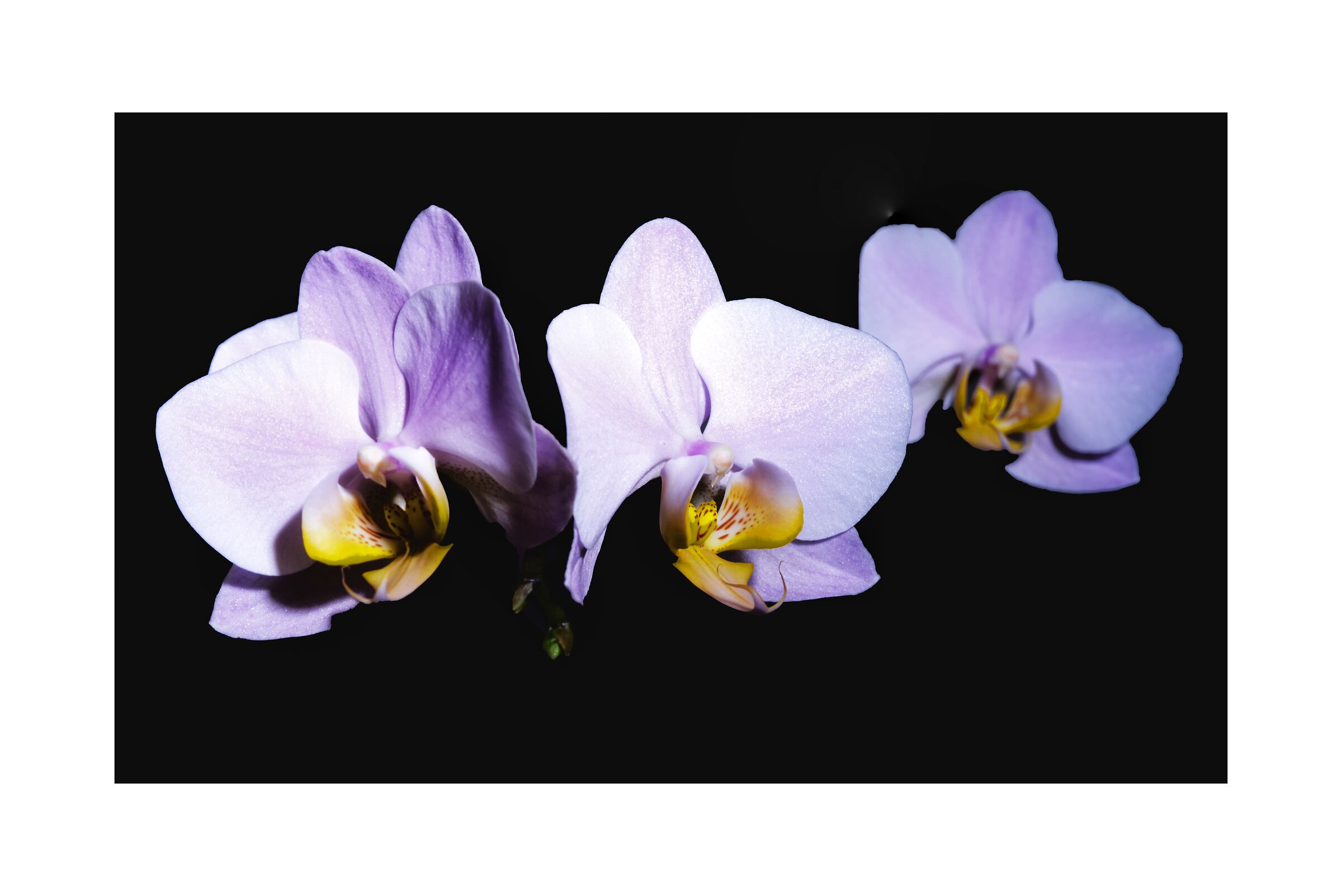 Orchidea