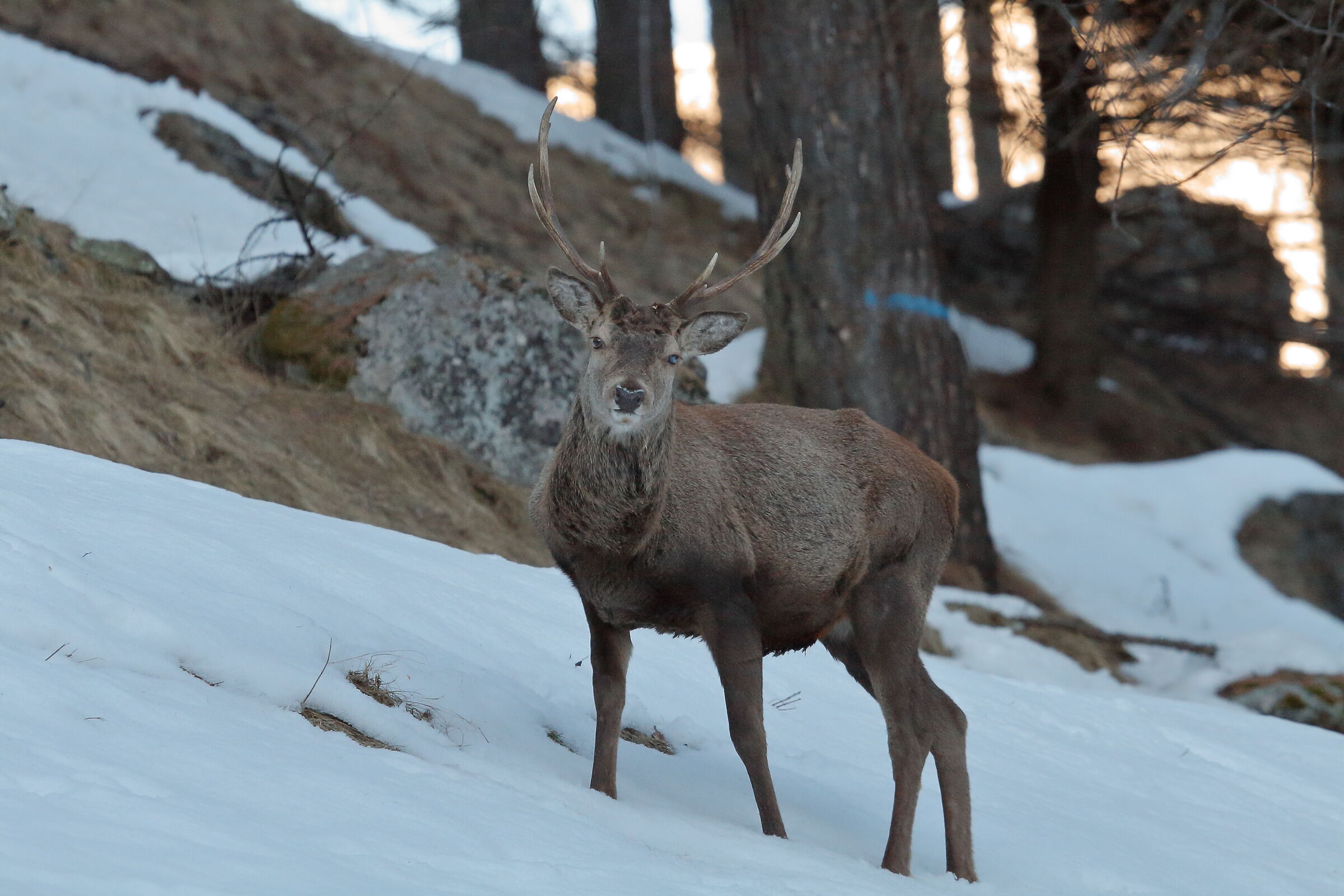 Il Cervo dall'occhio bianco.
