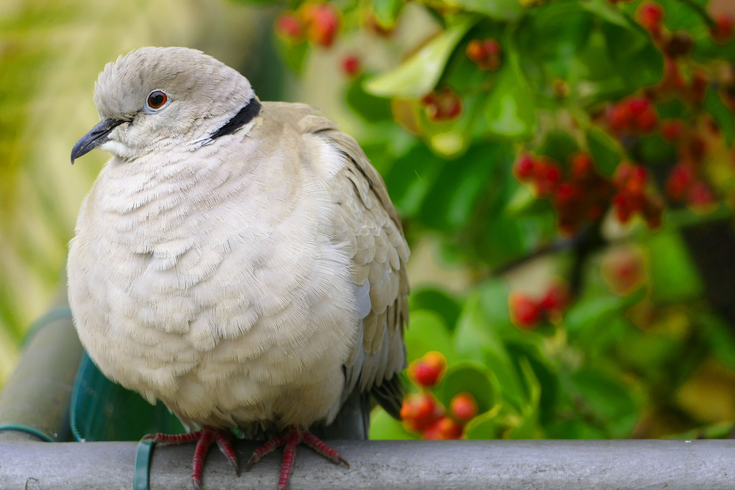 ..io sono sempre qui che ti aspetto!