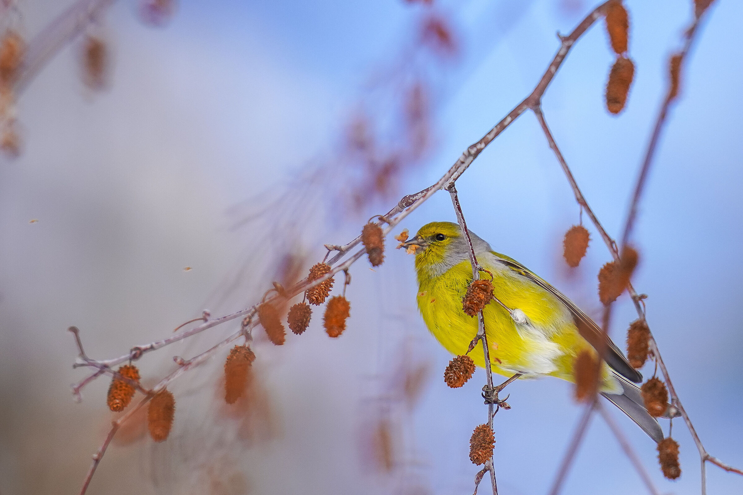 Alpine Venturone (Carduelis citrinella)