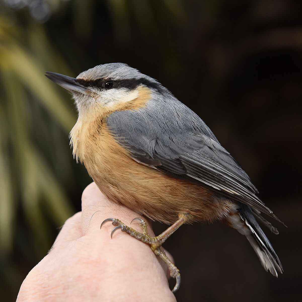 mason woodpecker on my hand
