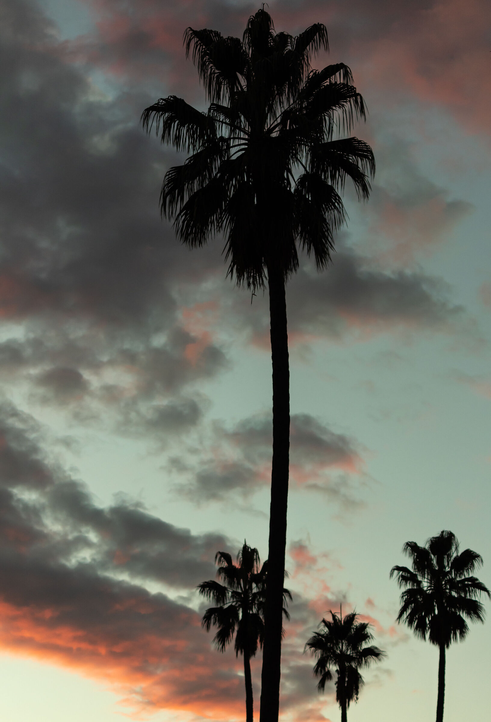 Tropical Capodimonte