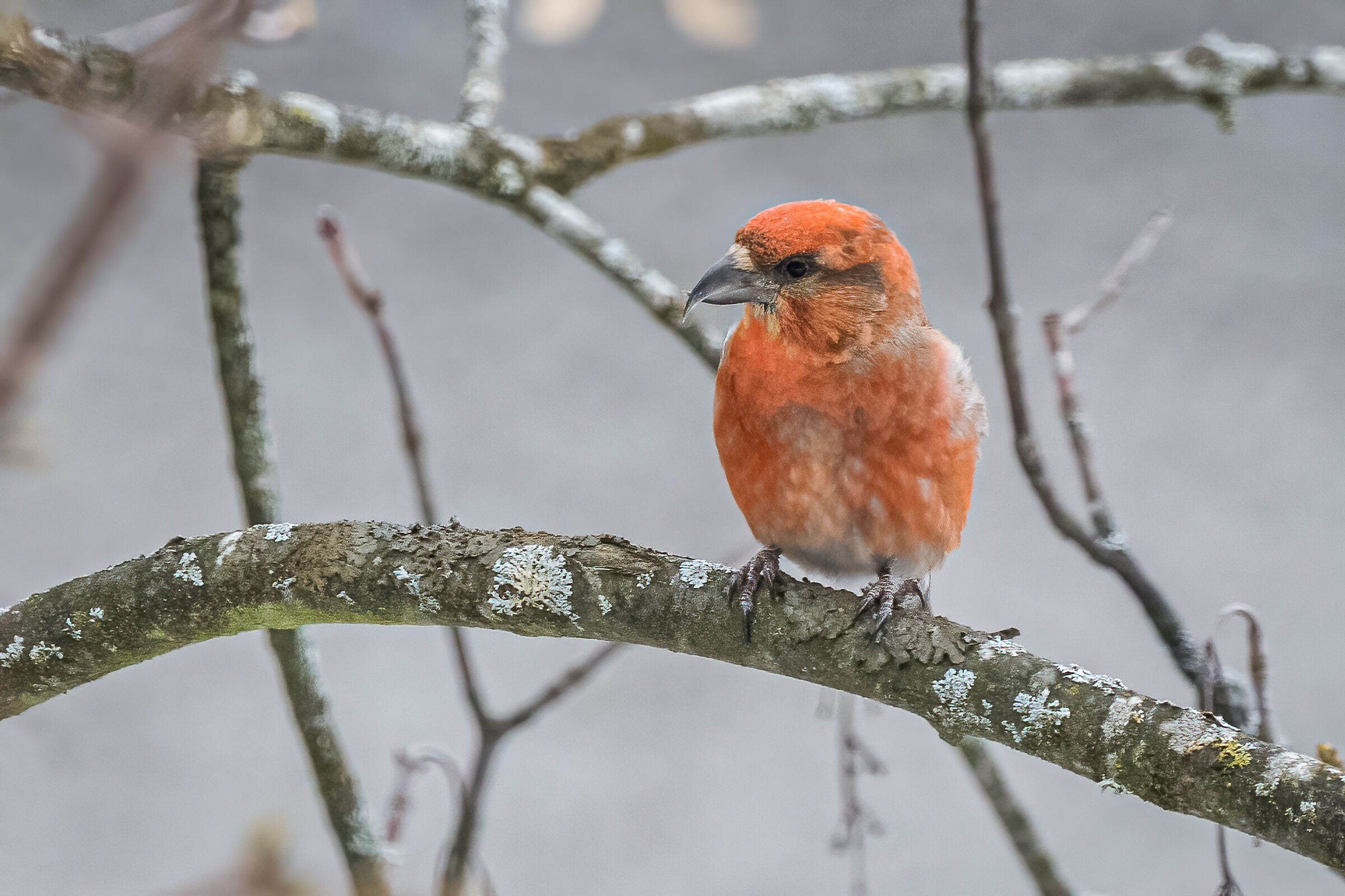 Cruises (Loxia curvirostra)