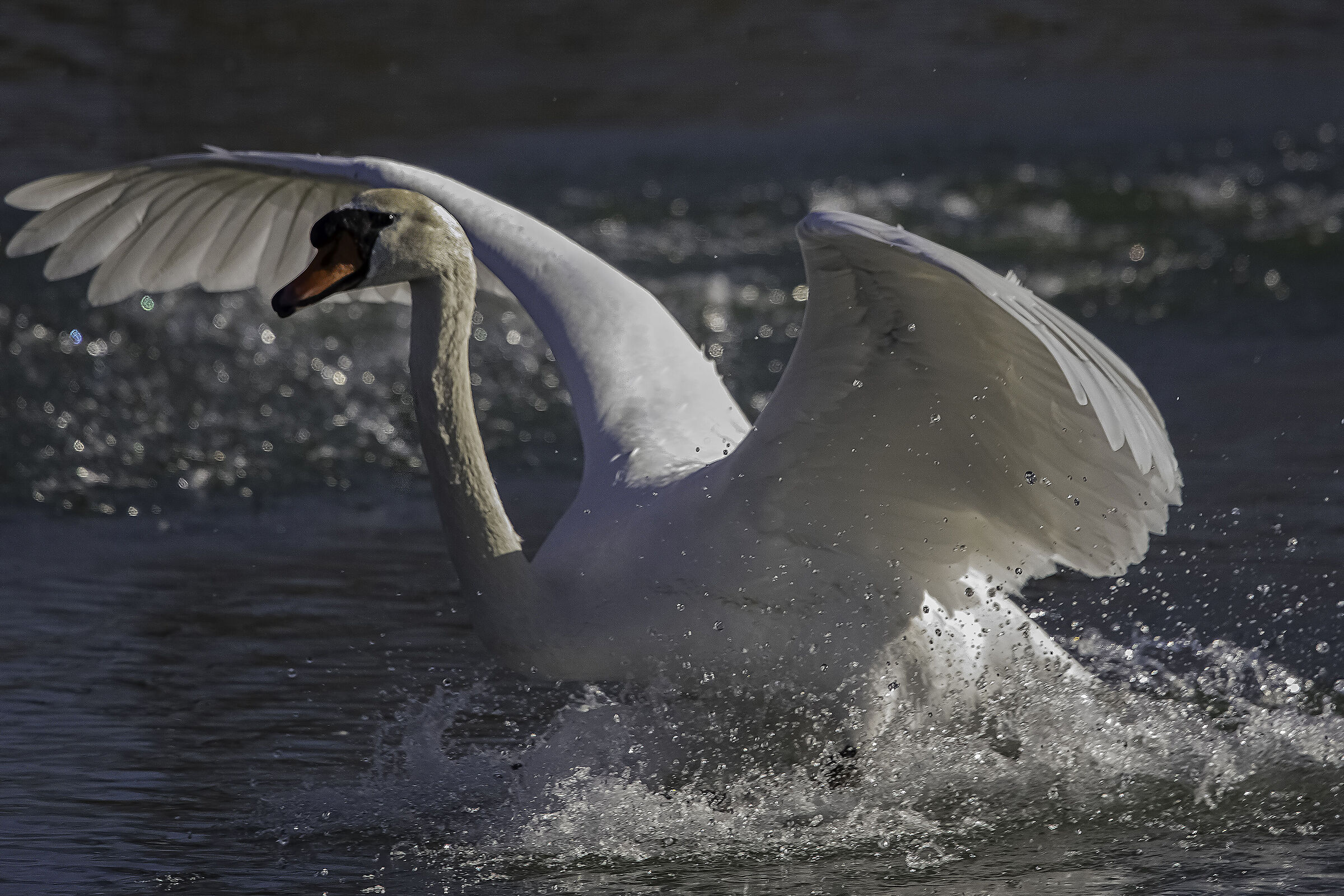 sua maestà"il cigno"