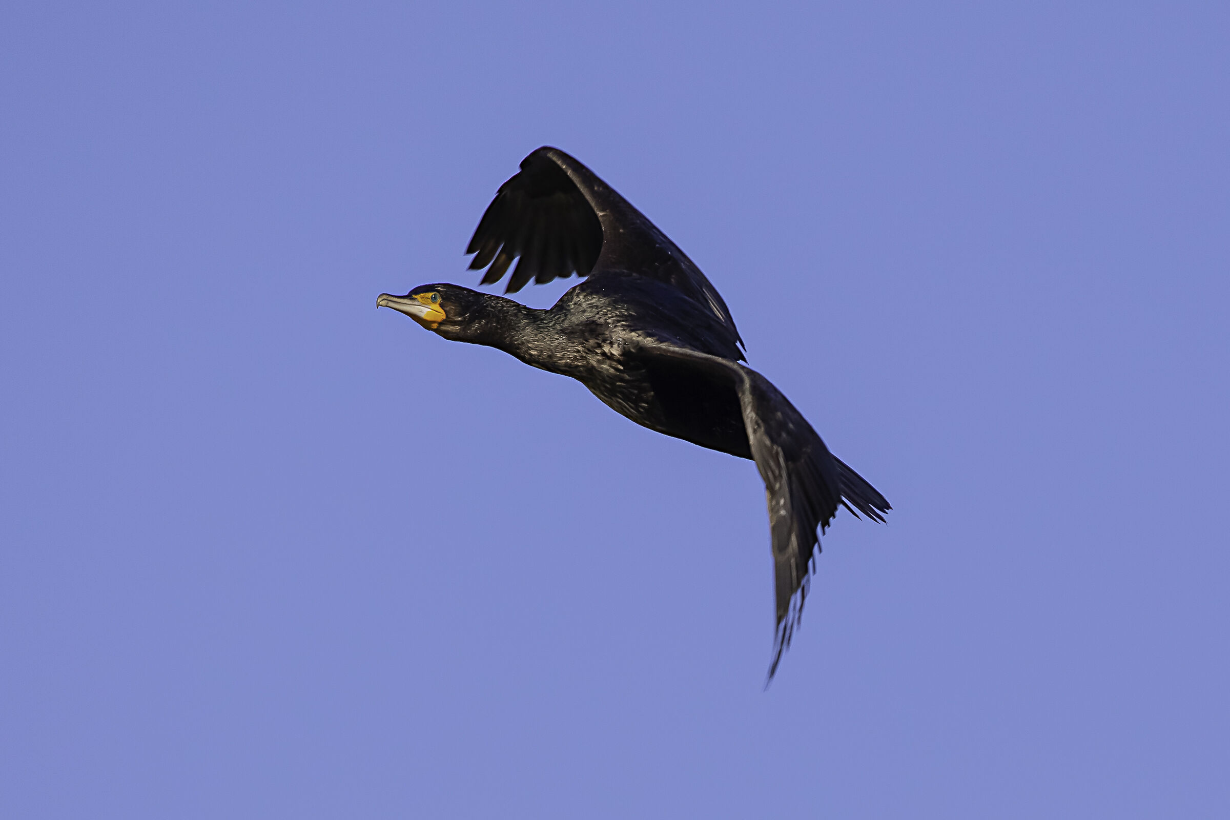 cormorano