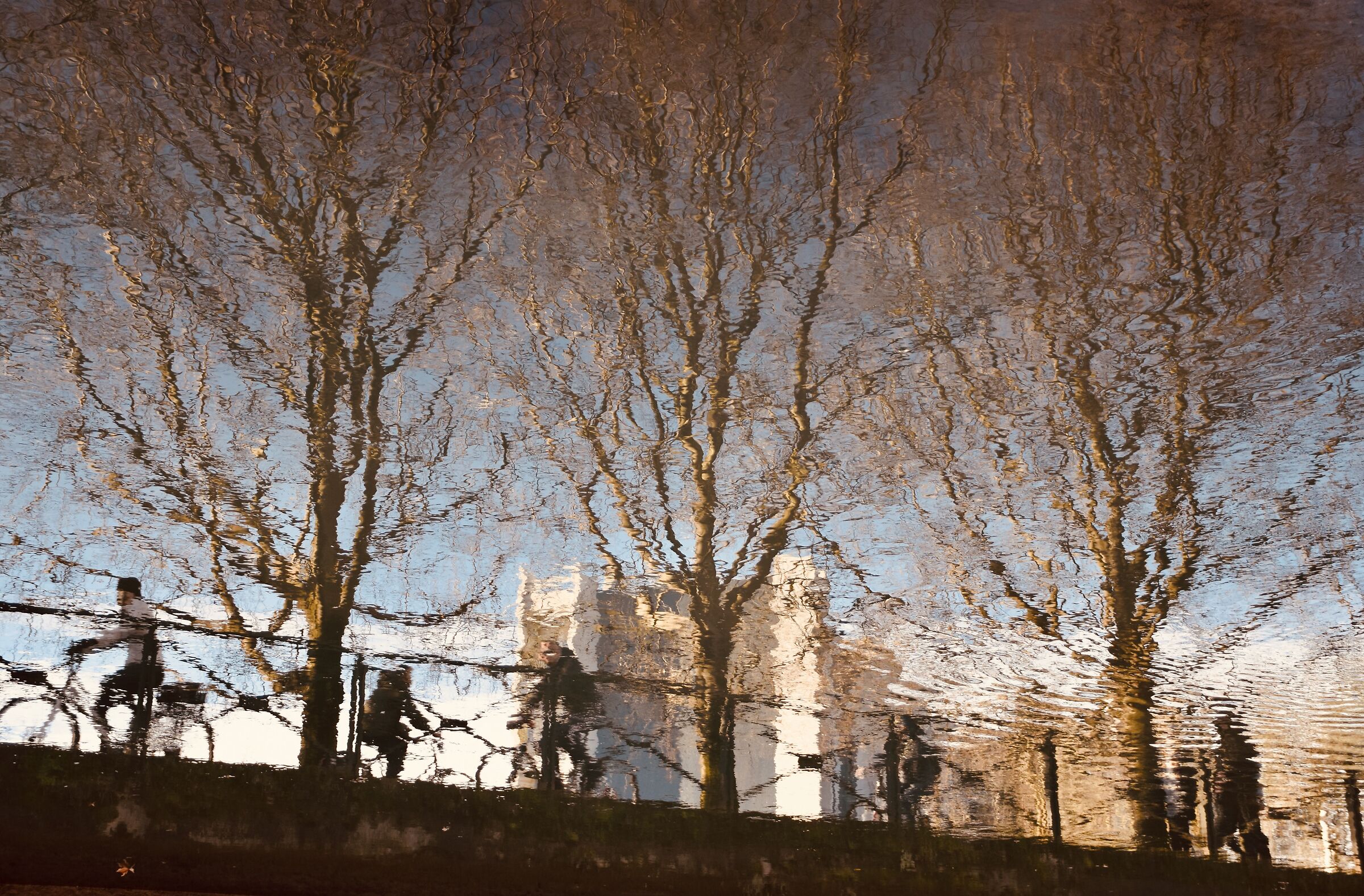 Radici nascoste di alberi spogli