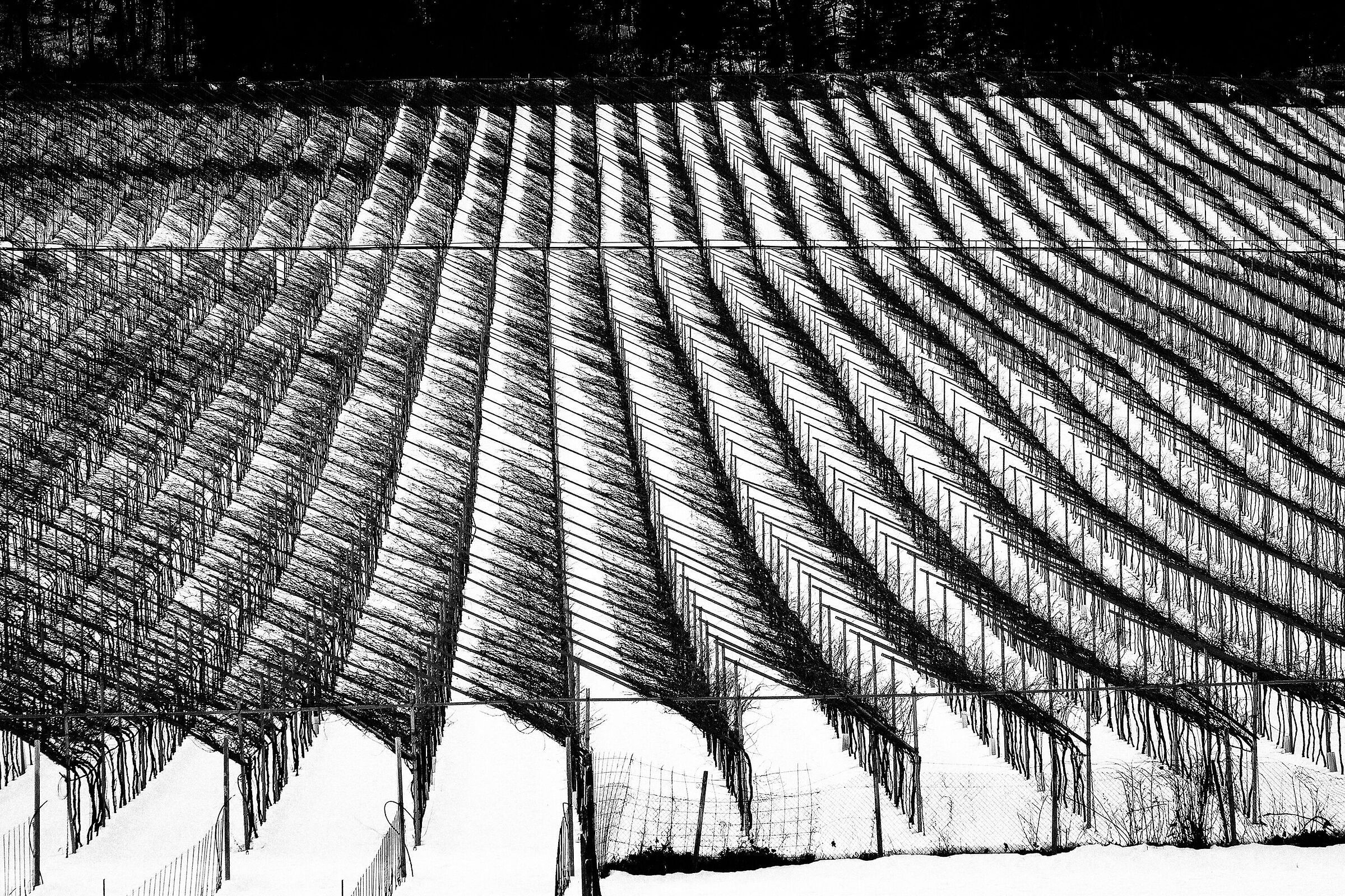 Verona - vigneti al Pian di Festa