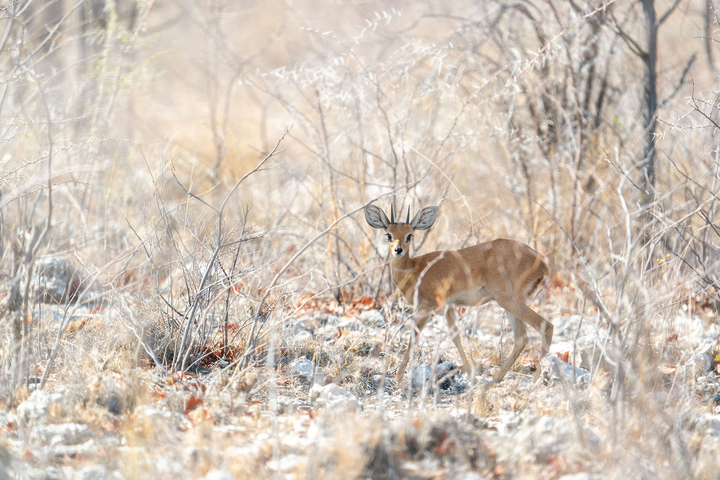 Afrikaans steenbok