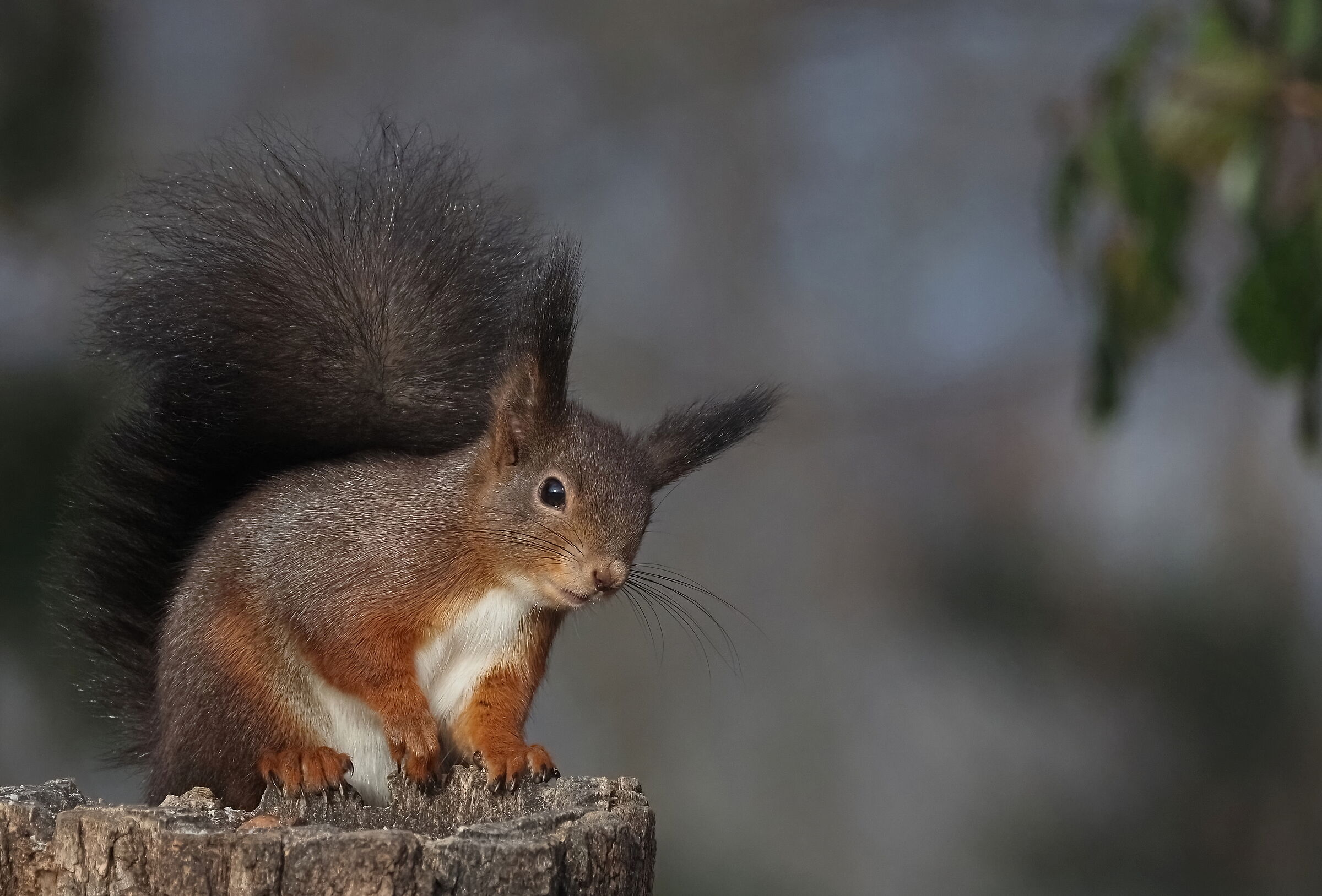 Eccomi qua di nuovo...