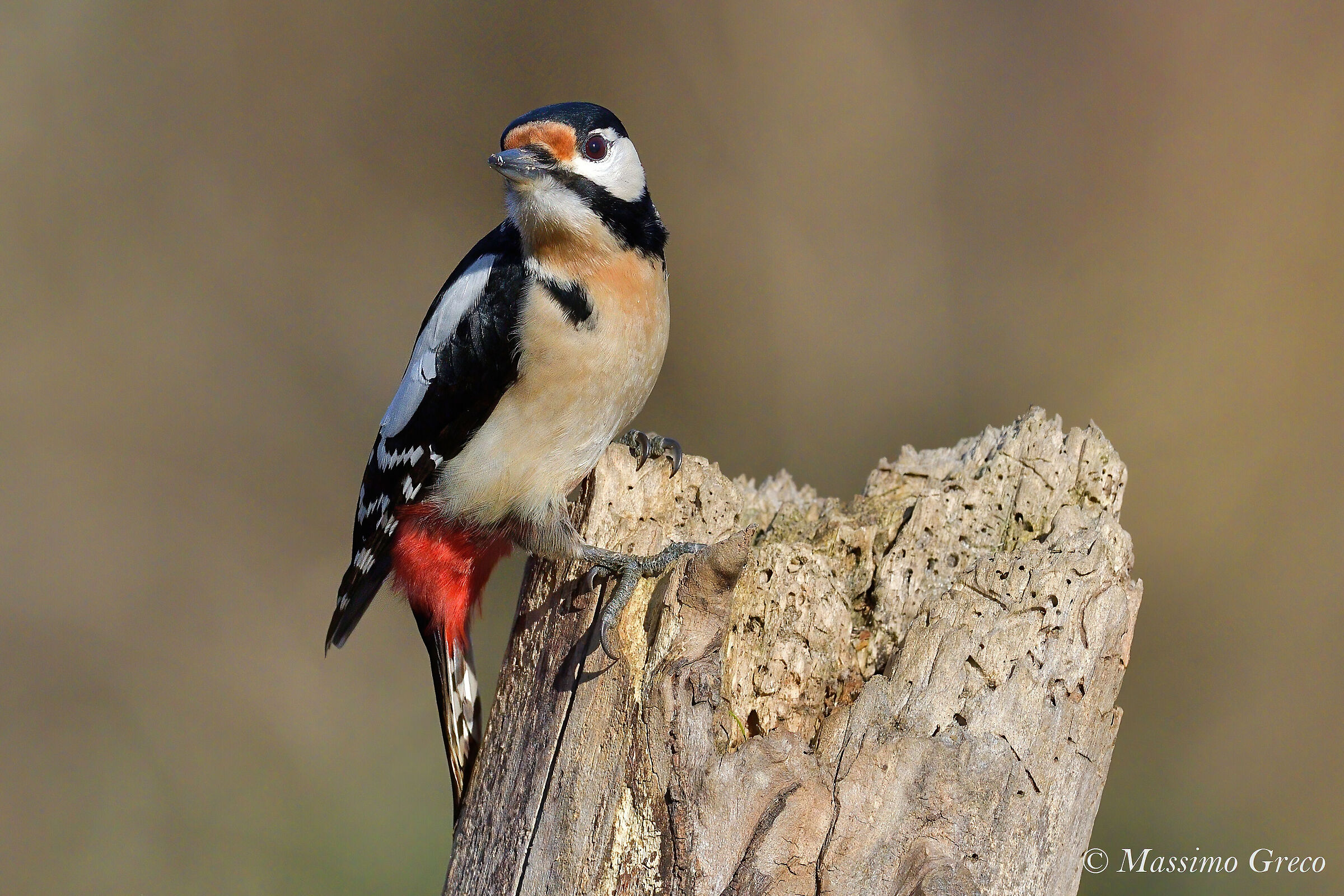 Major Red Woodpecker (Dendrocopos major)