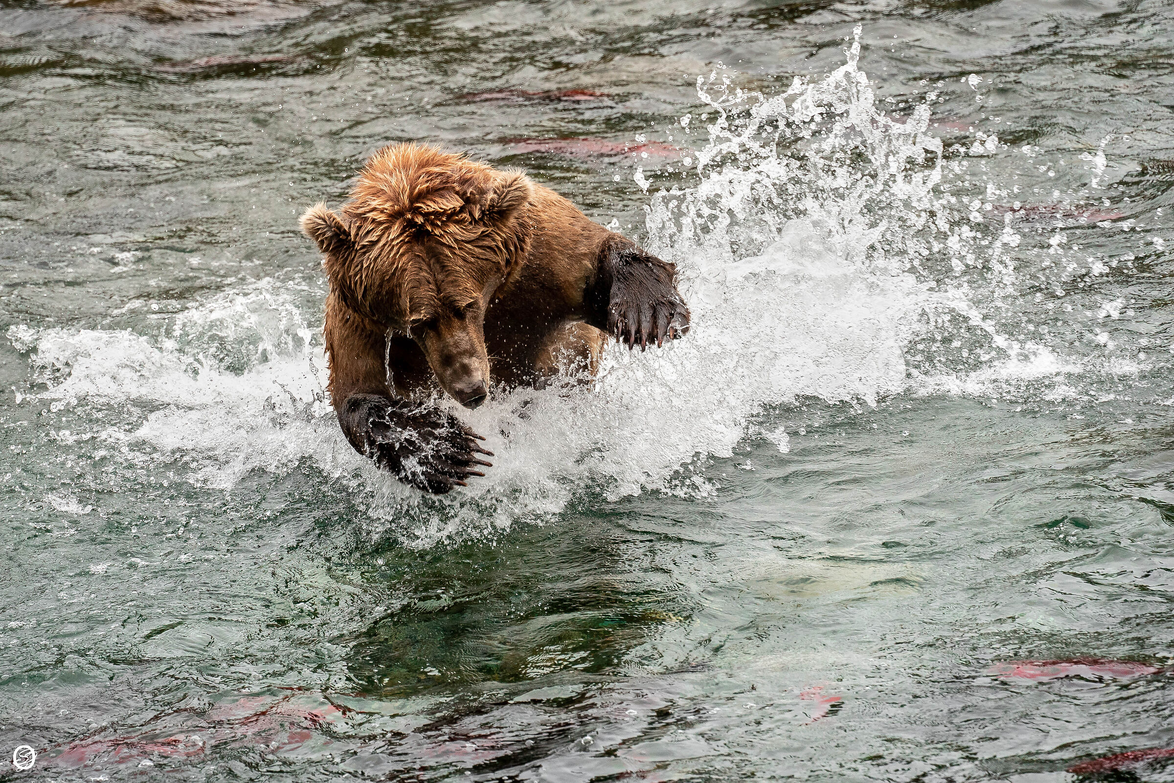 Brooks Falls, Alaska, Katmai NP