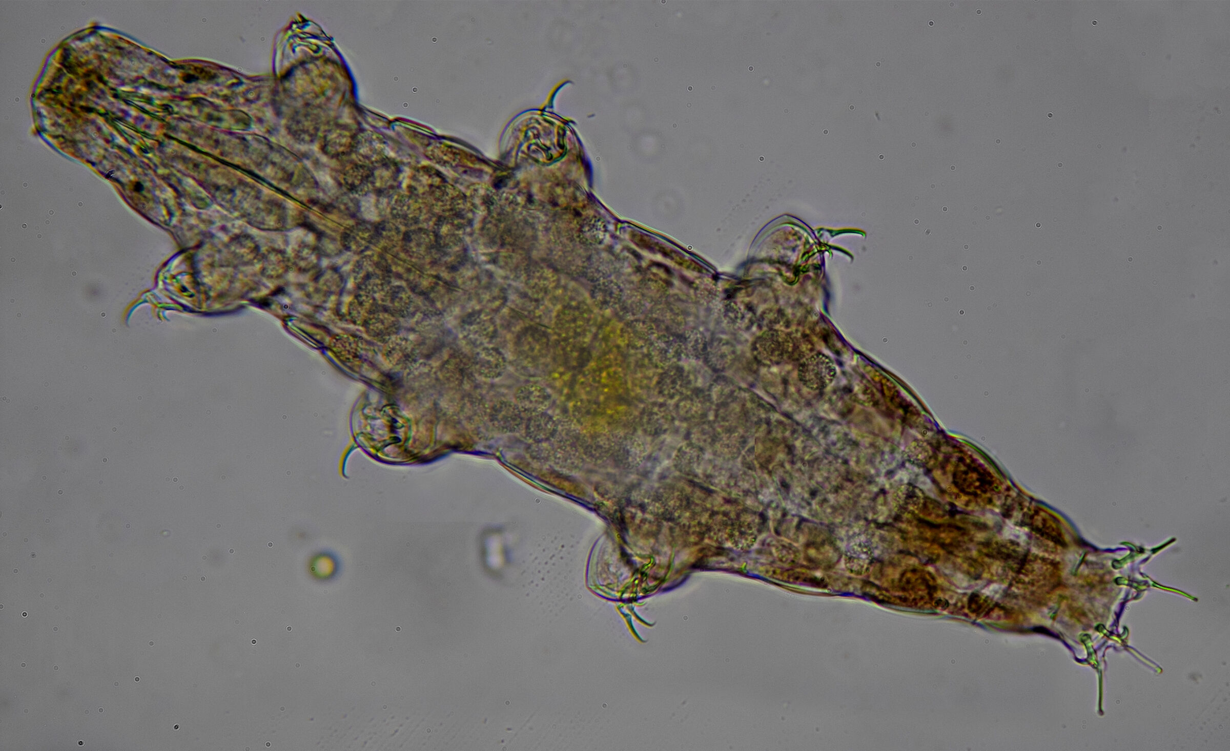 Tardigrade milnesium