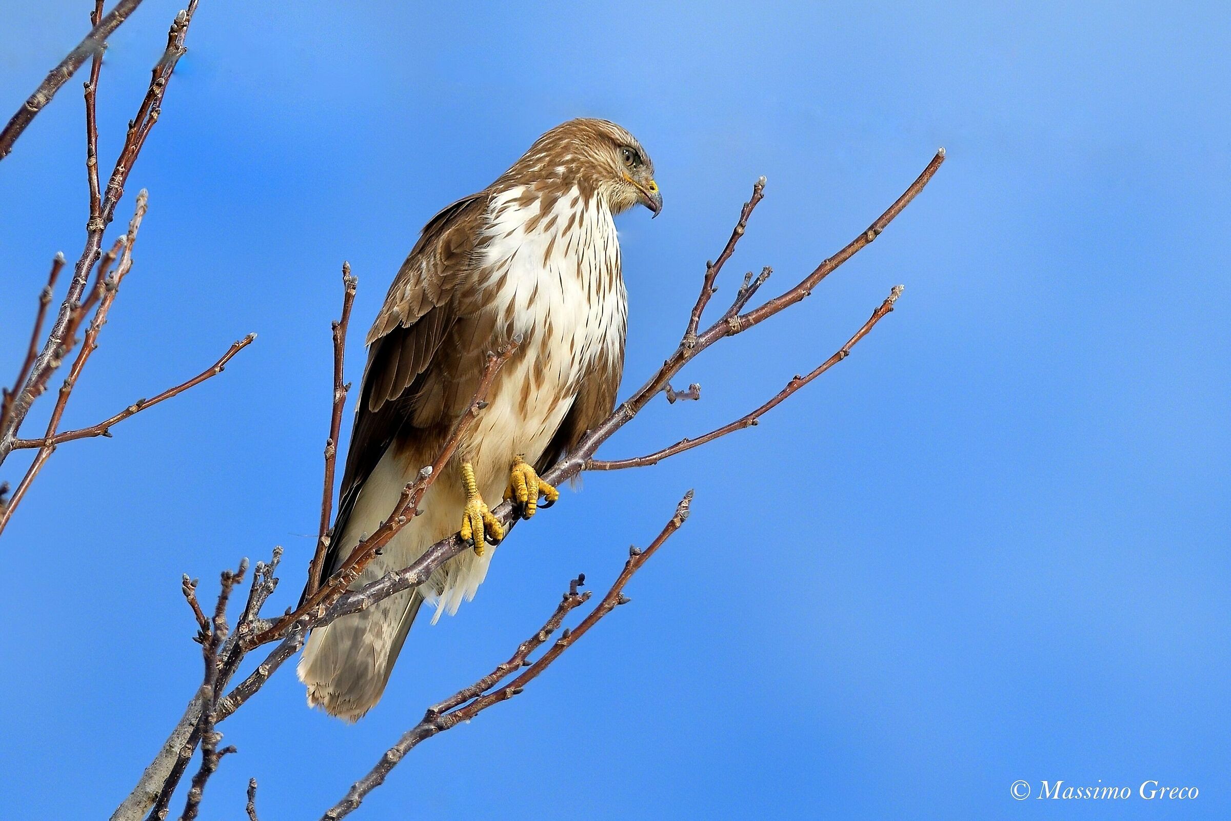Common Poiana (Buteo buteo)