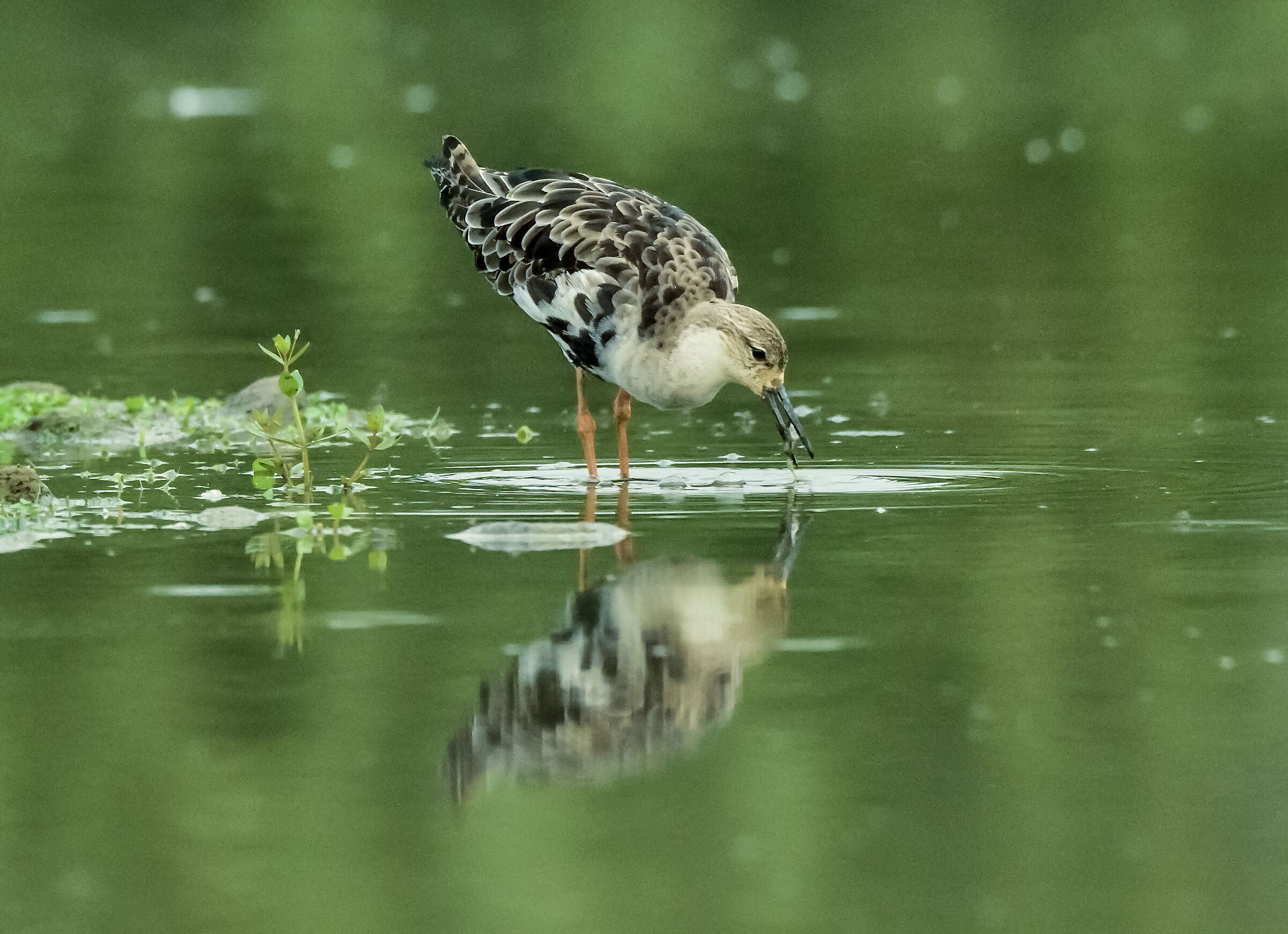 combattente maschio con preda
