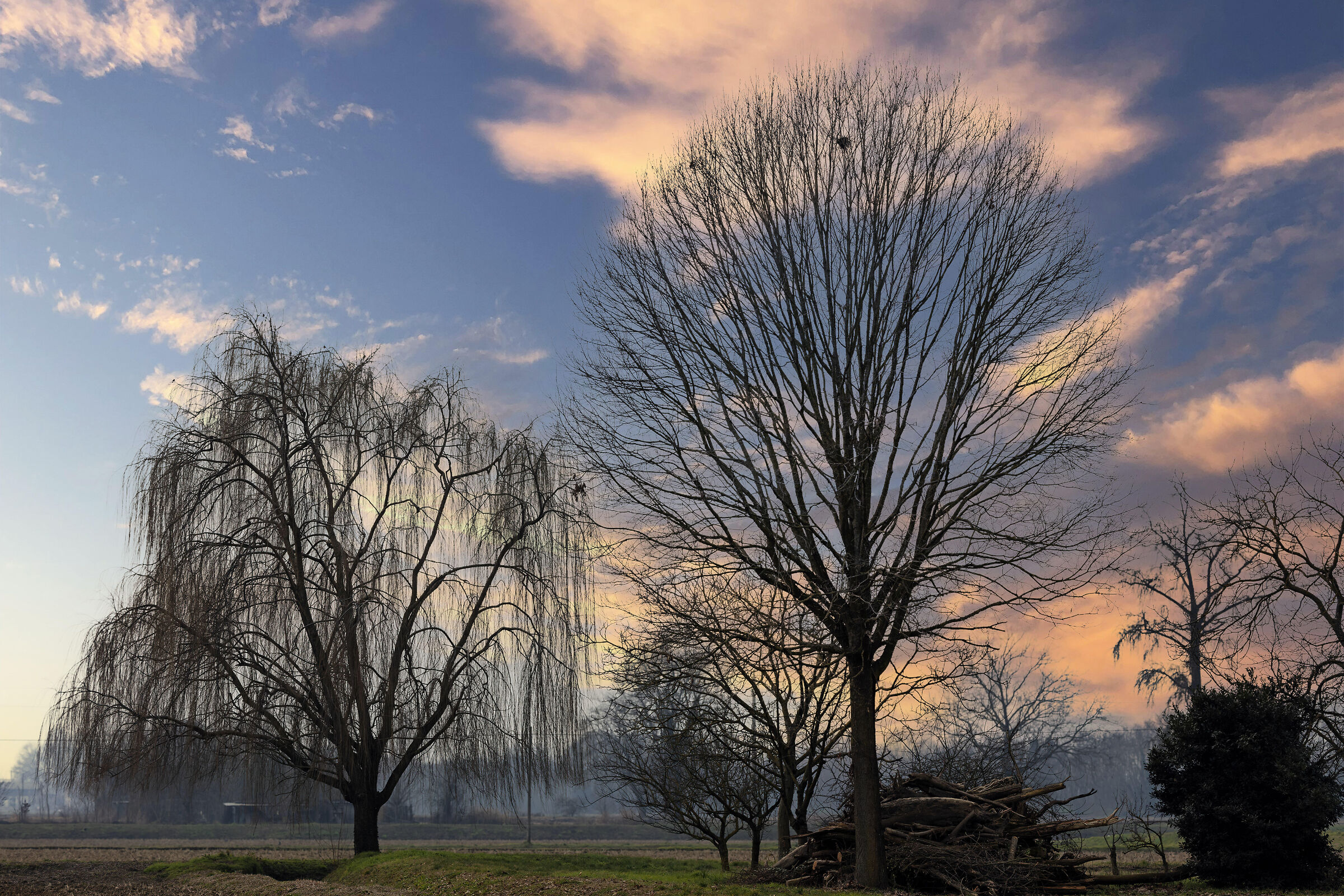 The Willow His Friends