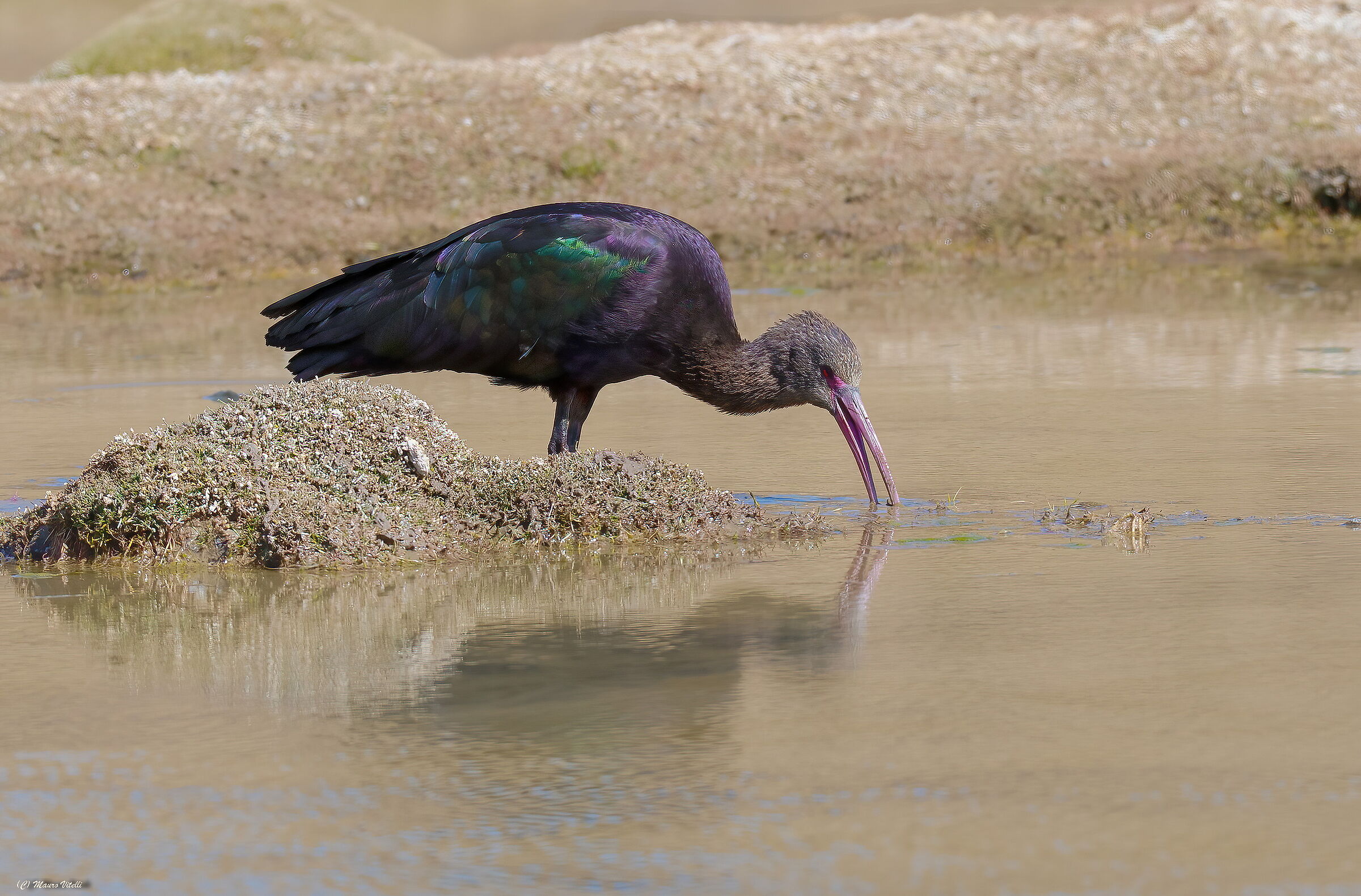 Ibis  (Plegadis ridgwayi)