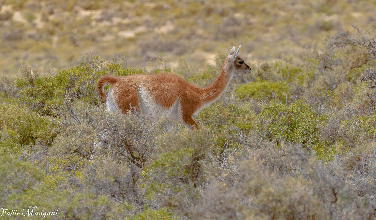 Guanaco- patagonia -