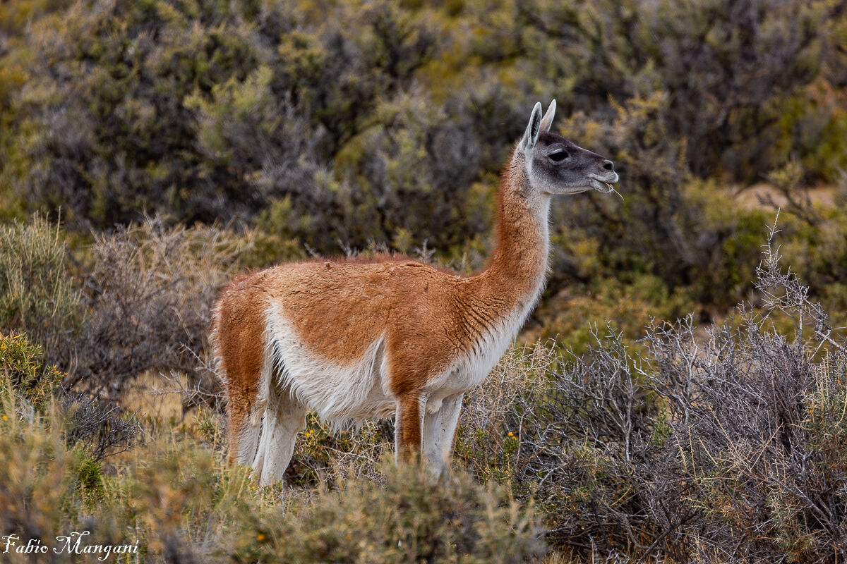 Guanaco- patagonia -