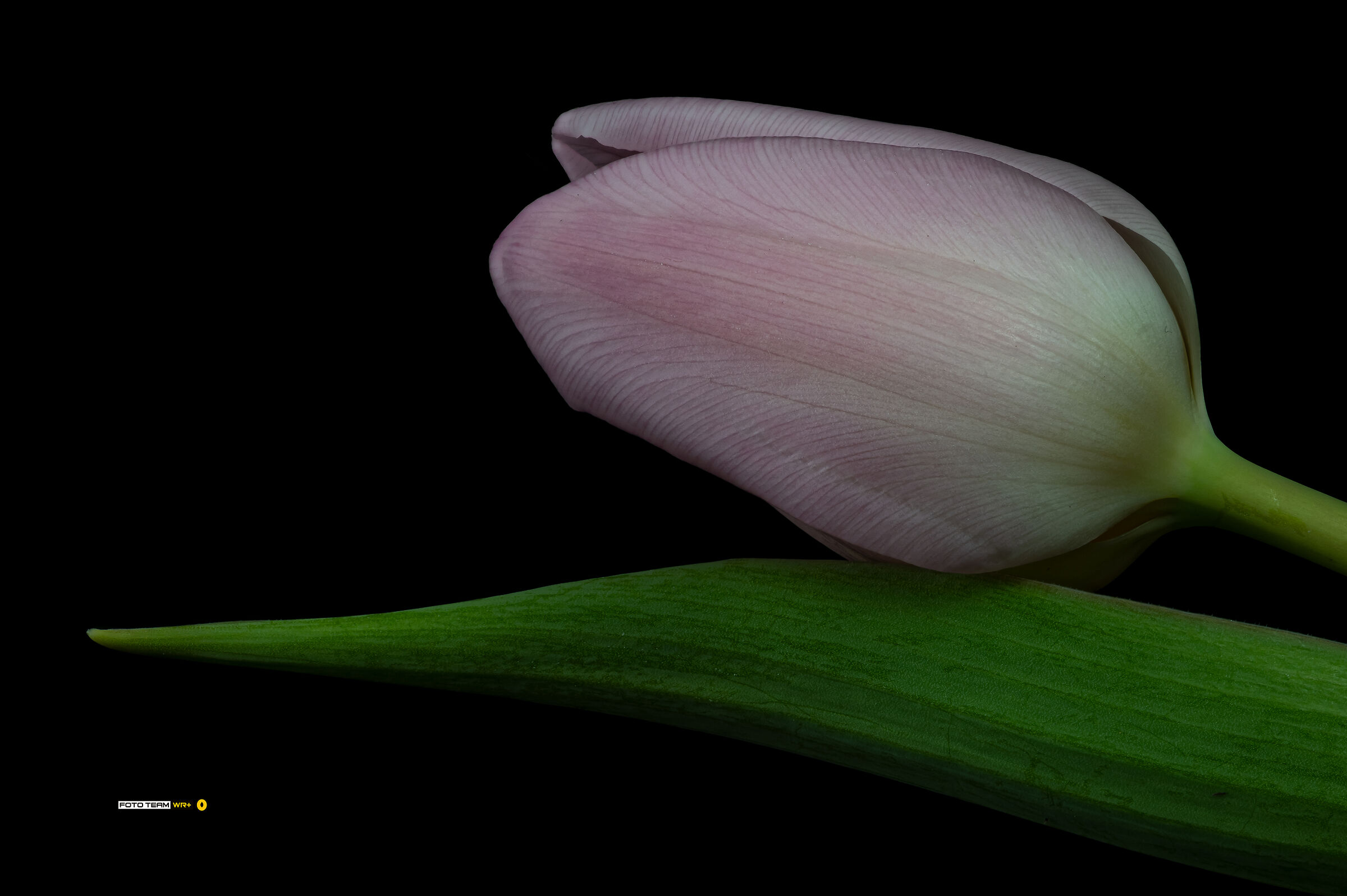 Tulipa
