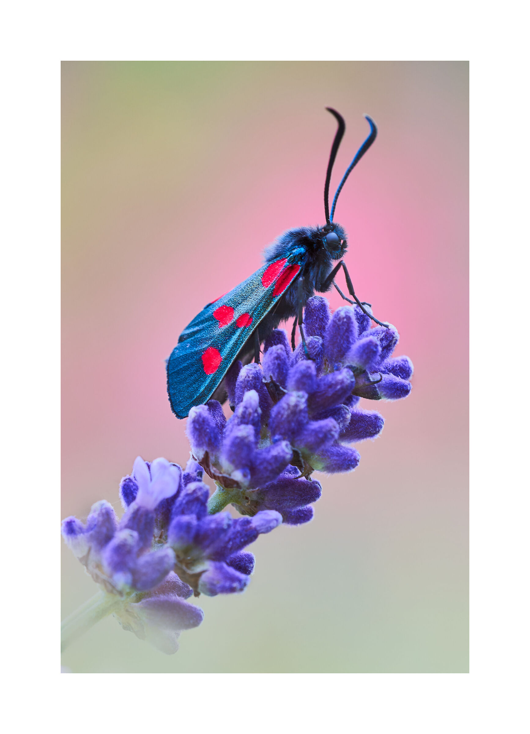 zygaena filipendulae