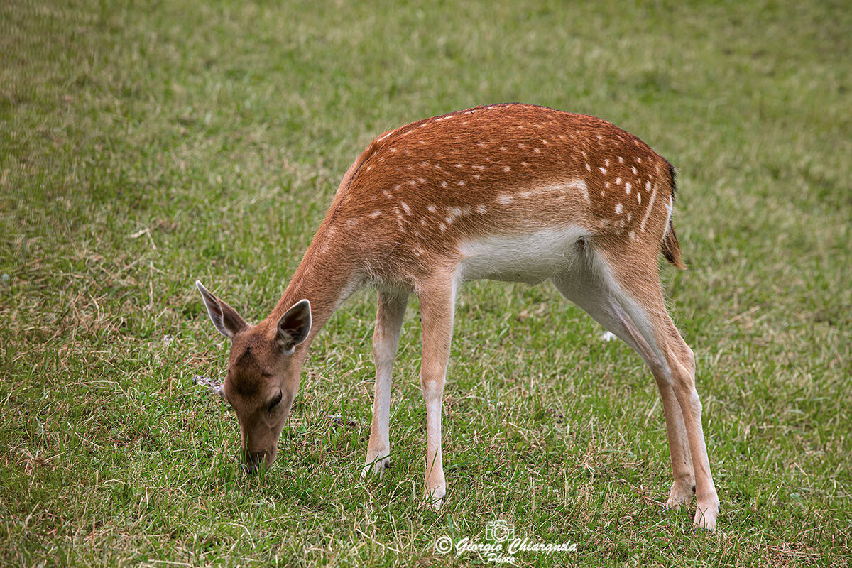 Young Dan (Lady Lady)