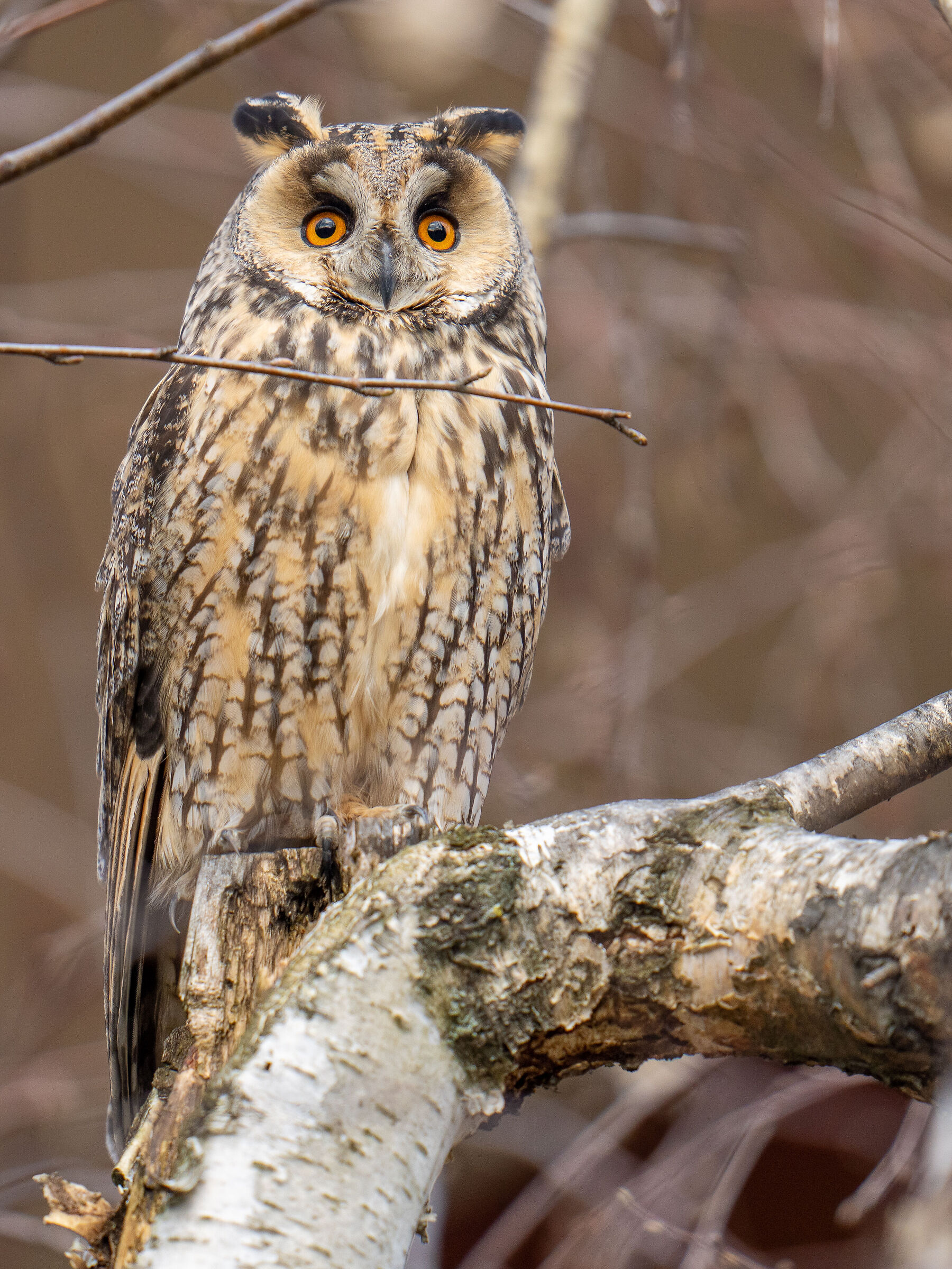 Magnetic Gaze (Asio otus)