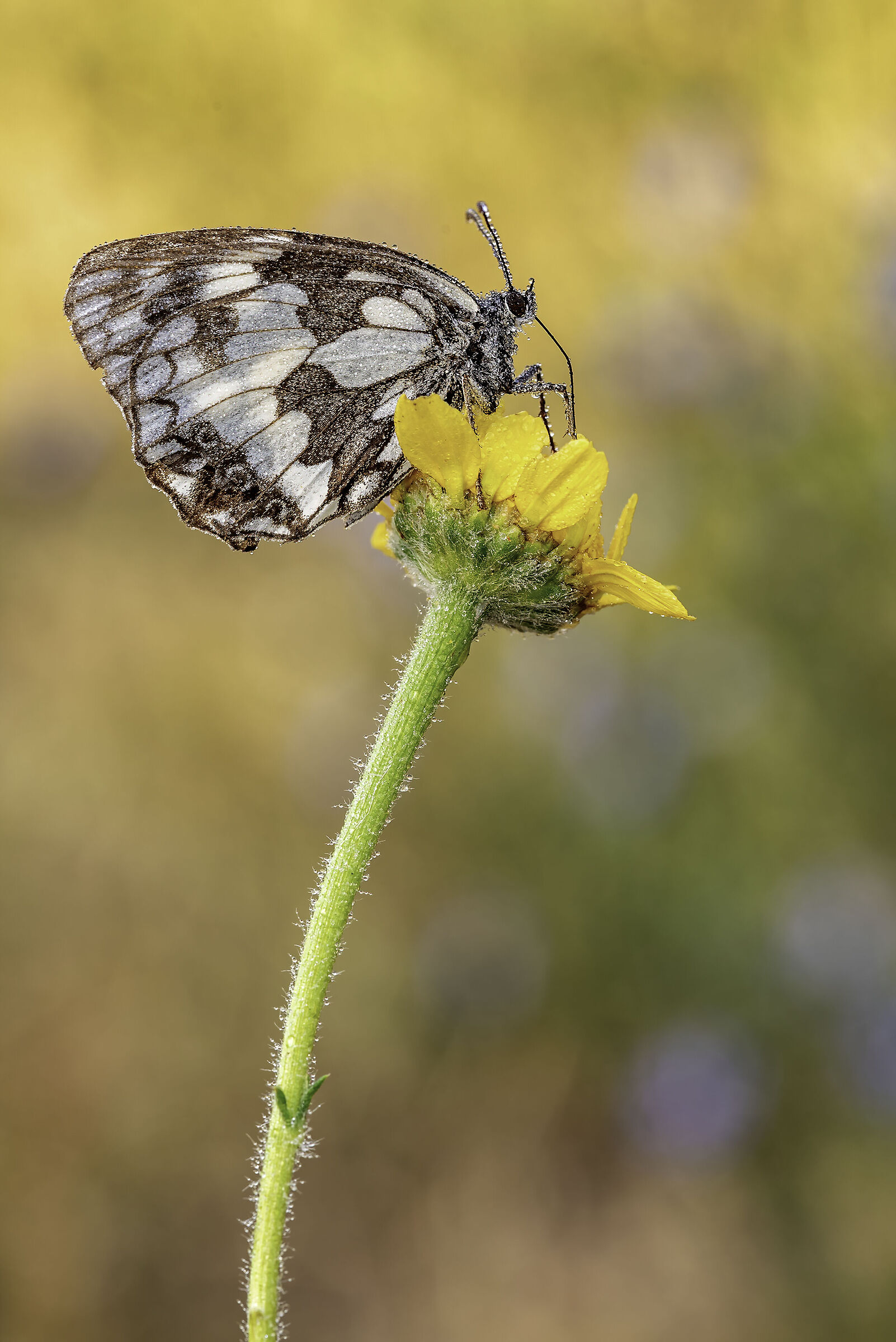 Galathea melanargia