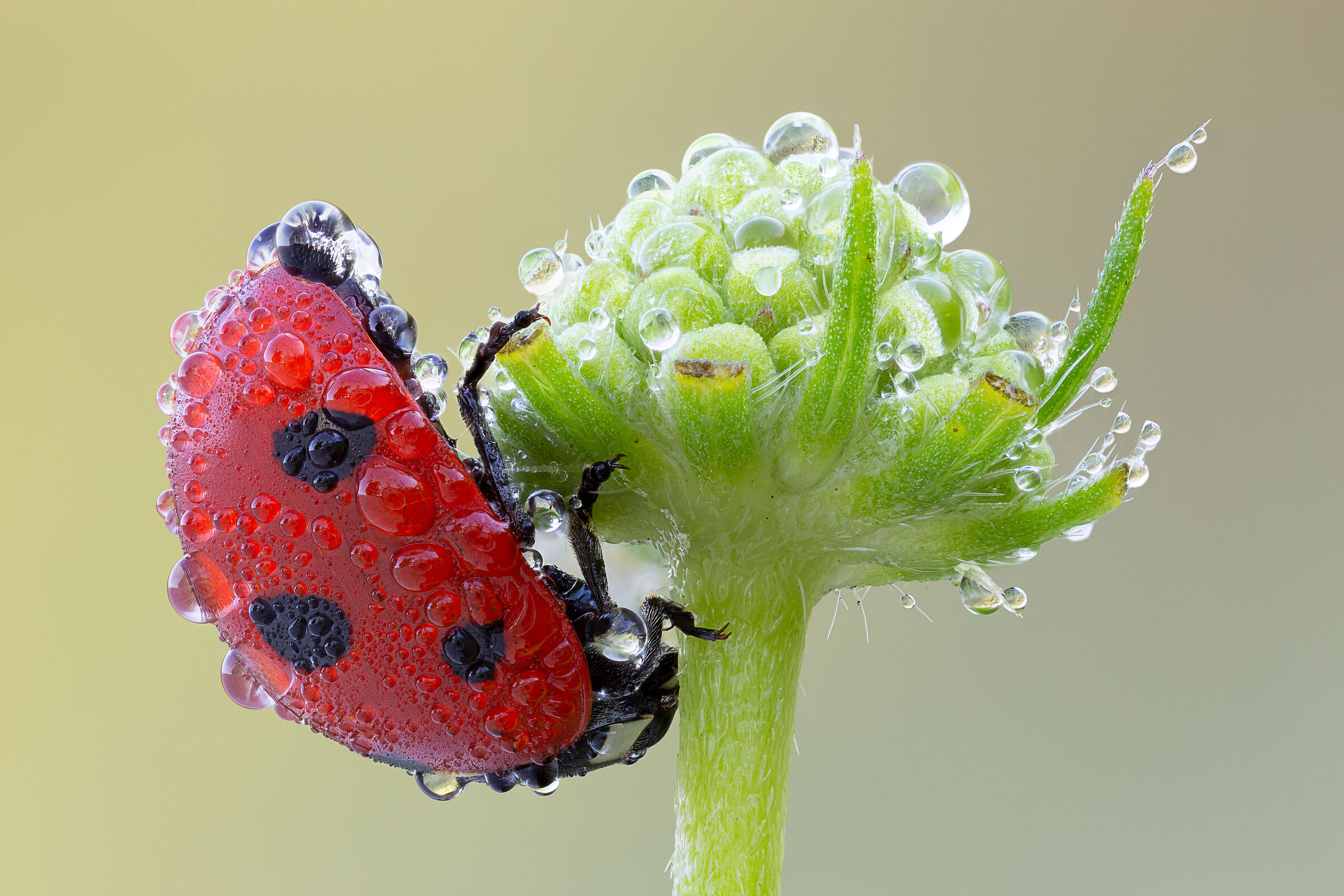Coccinella septempunctata