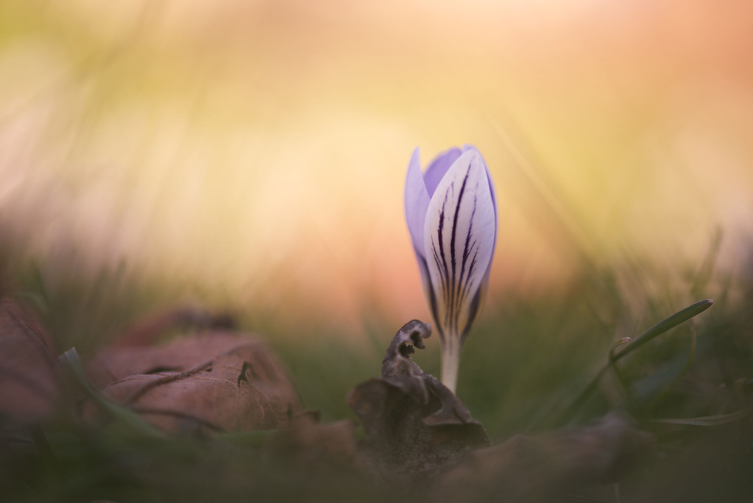 Crocus