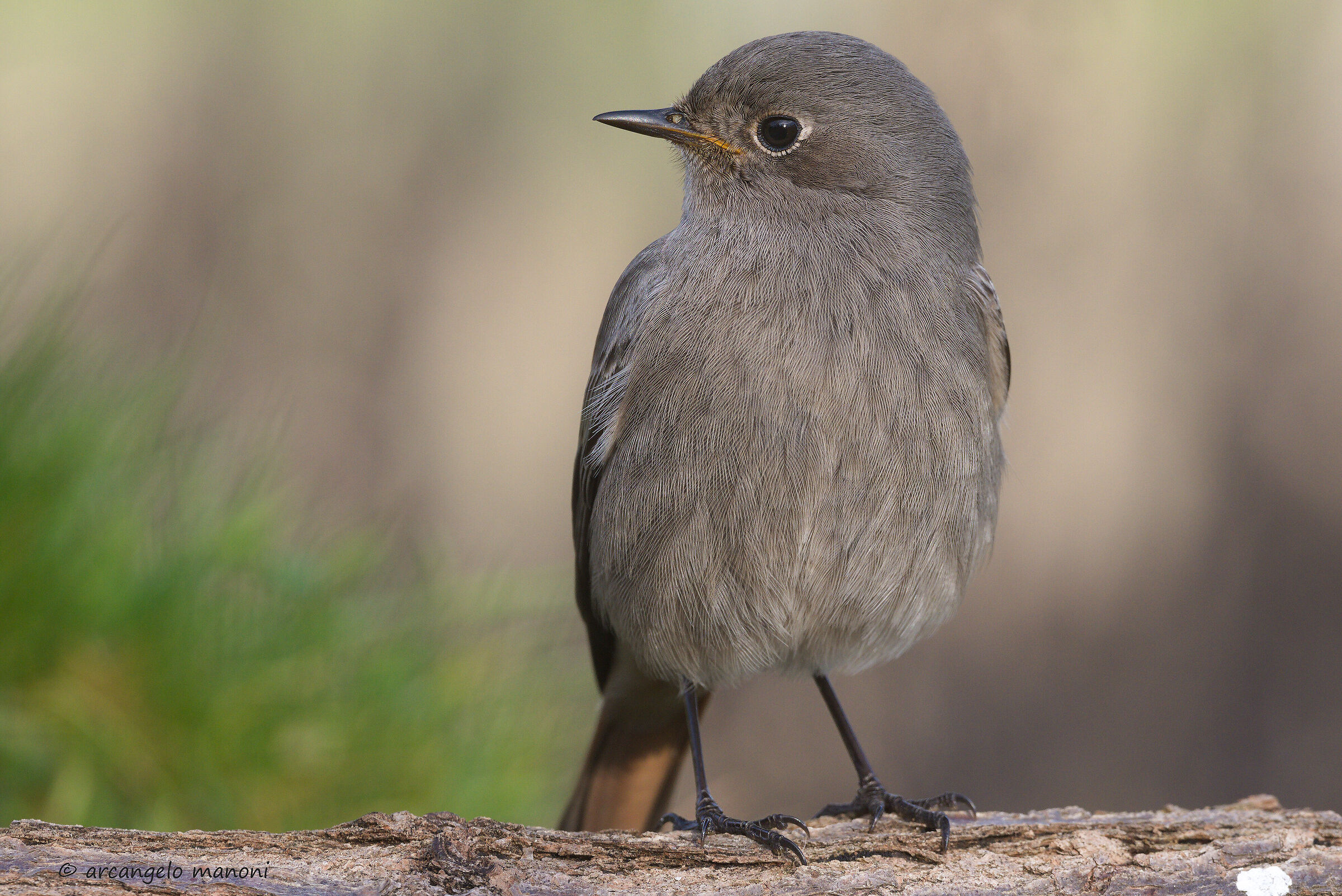 Try the Z6 + SLOW MACRO