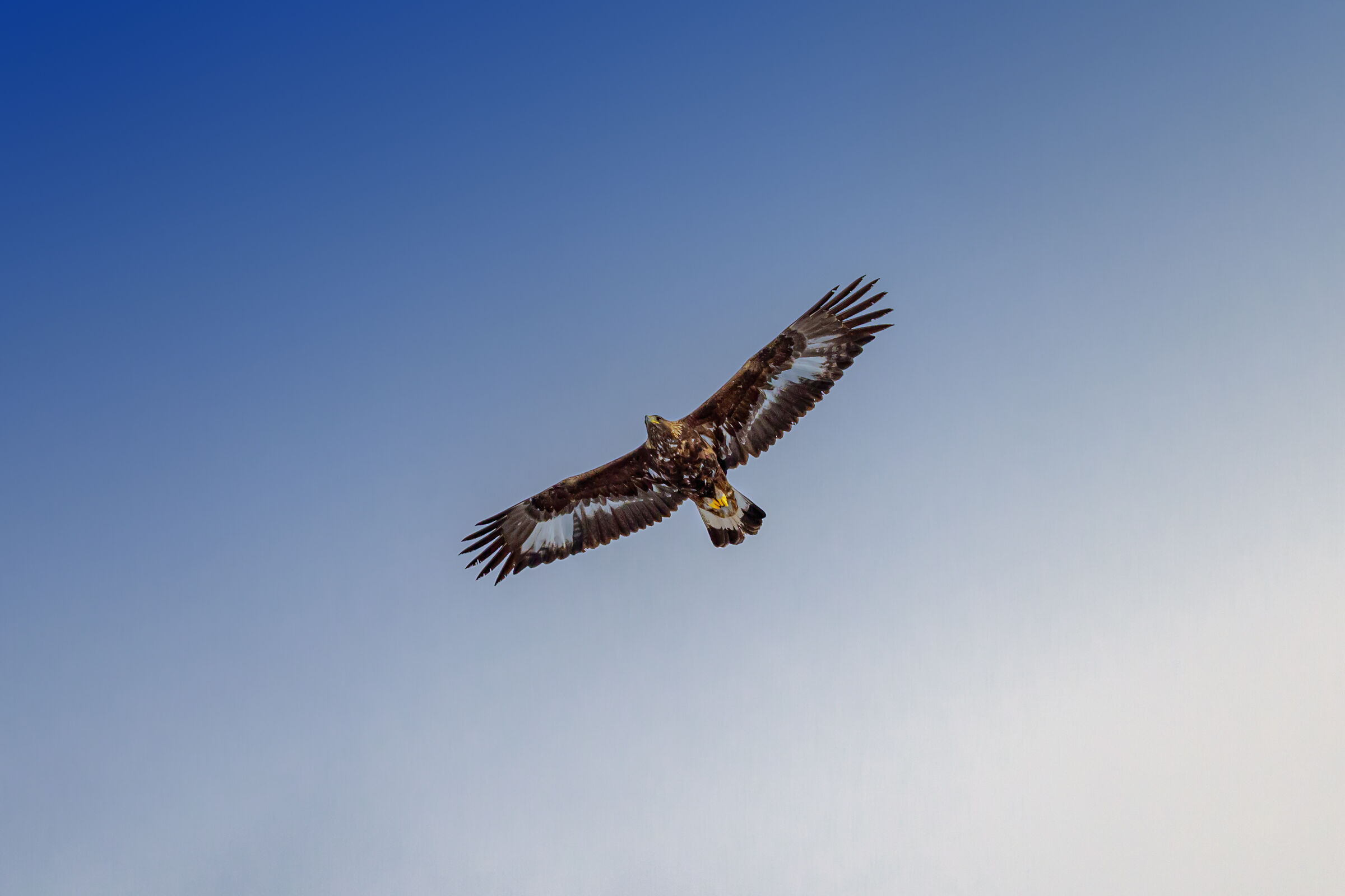 A flight through the mountains