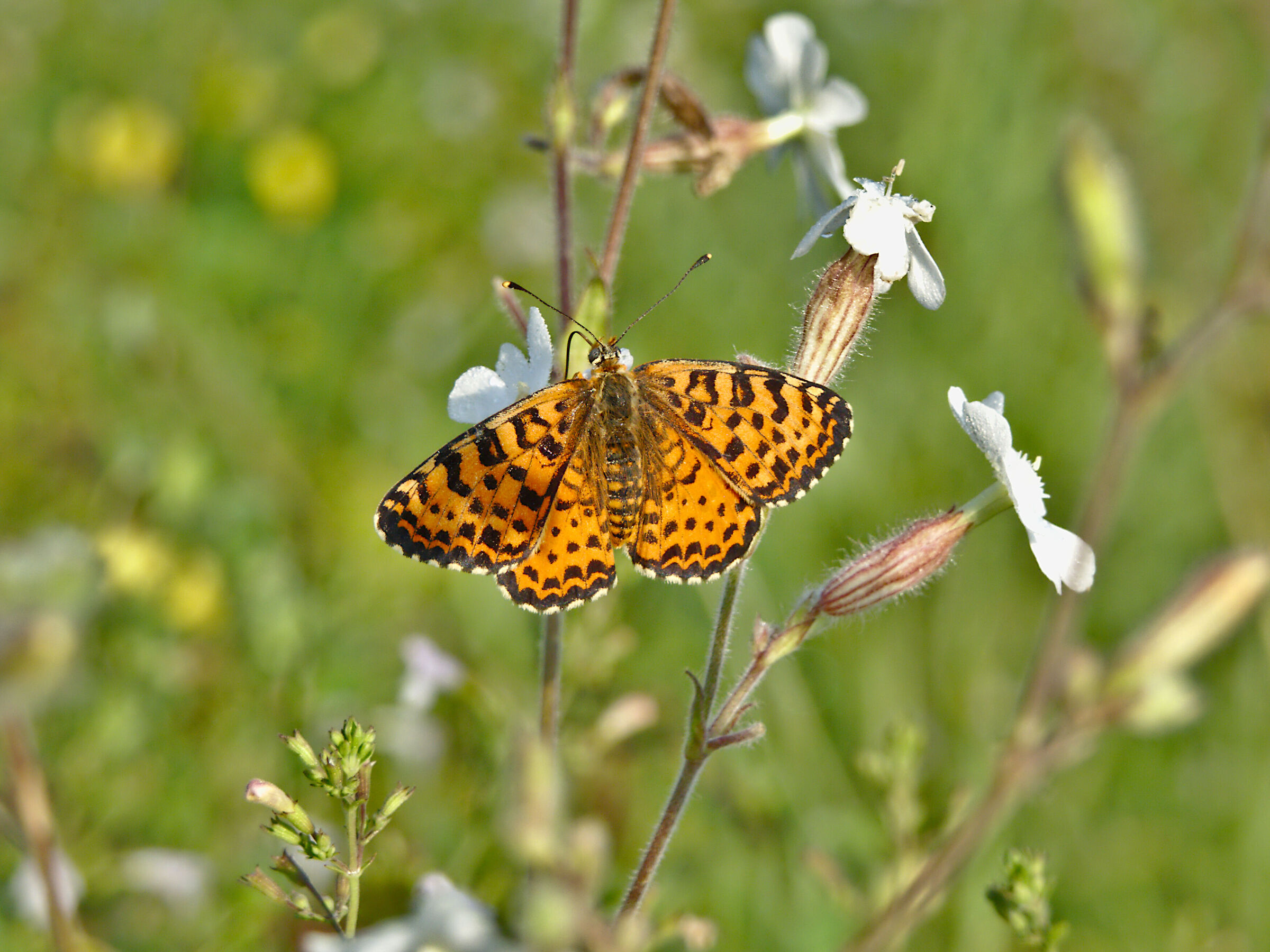 Melitaea Didyma