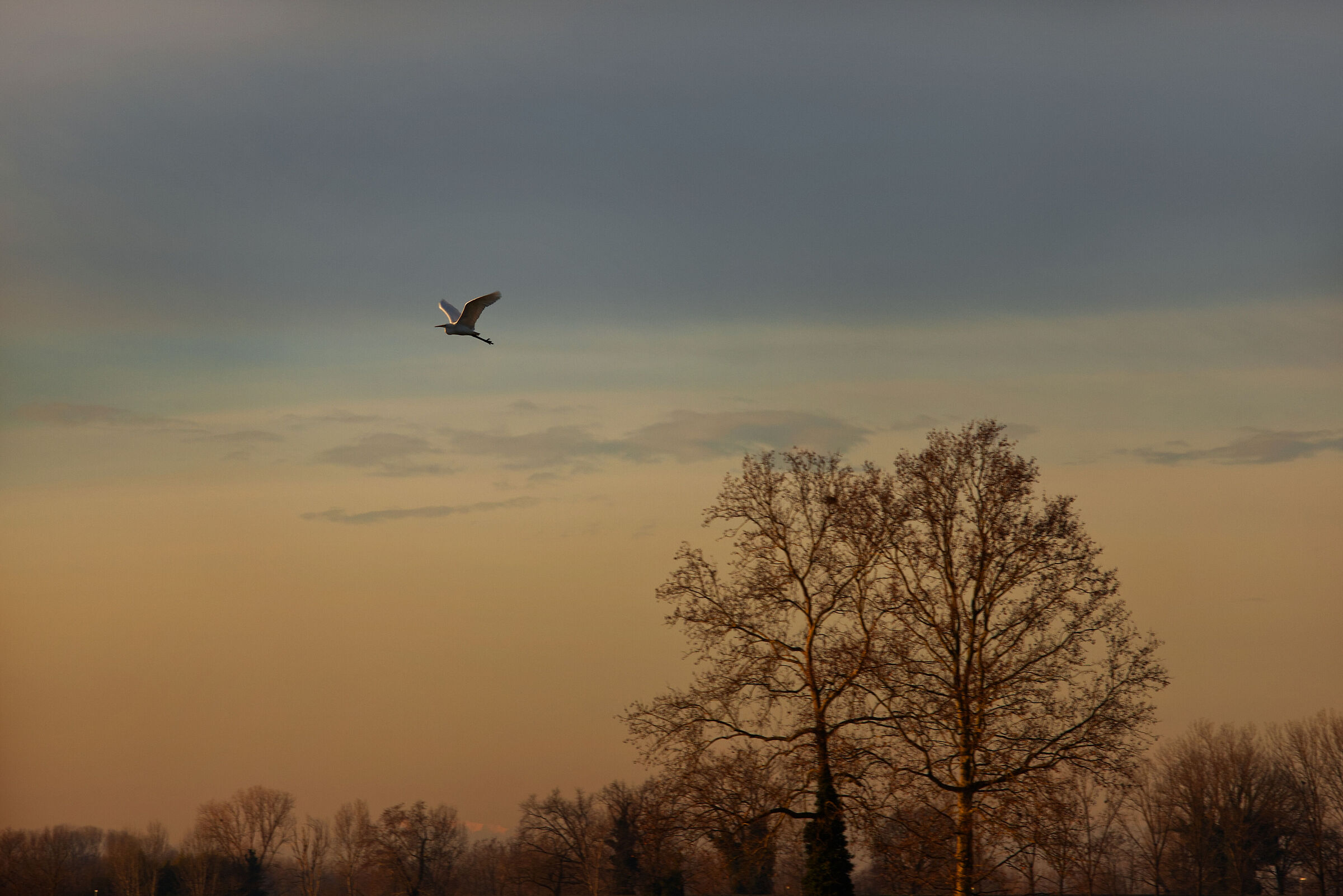 Le ali della libertà