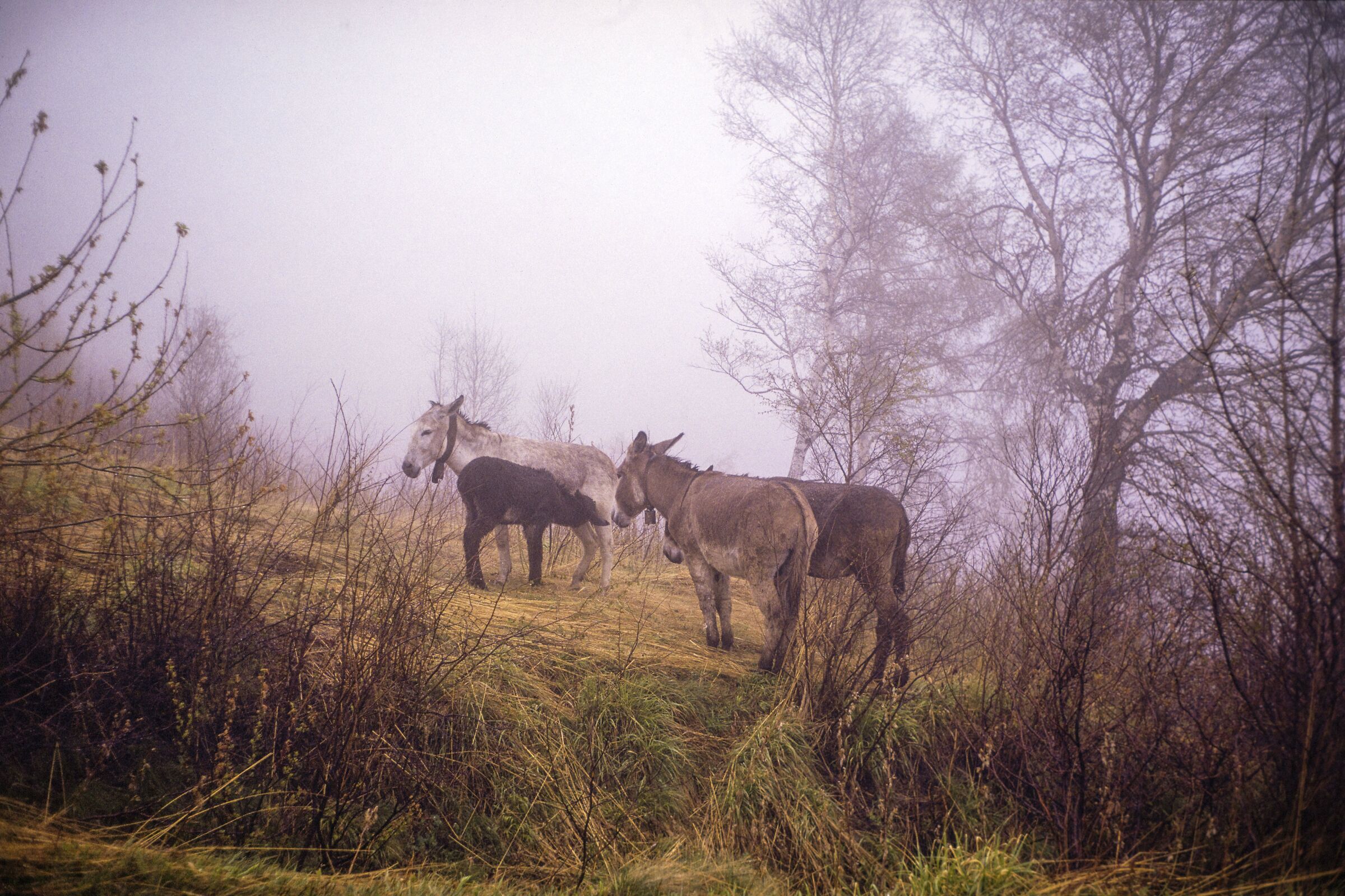 Asini nella nebbia V2 -Kodachrome-