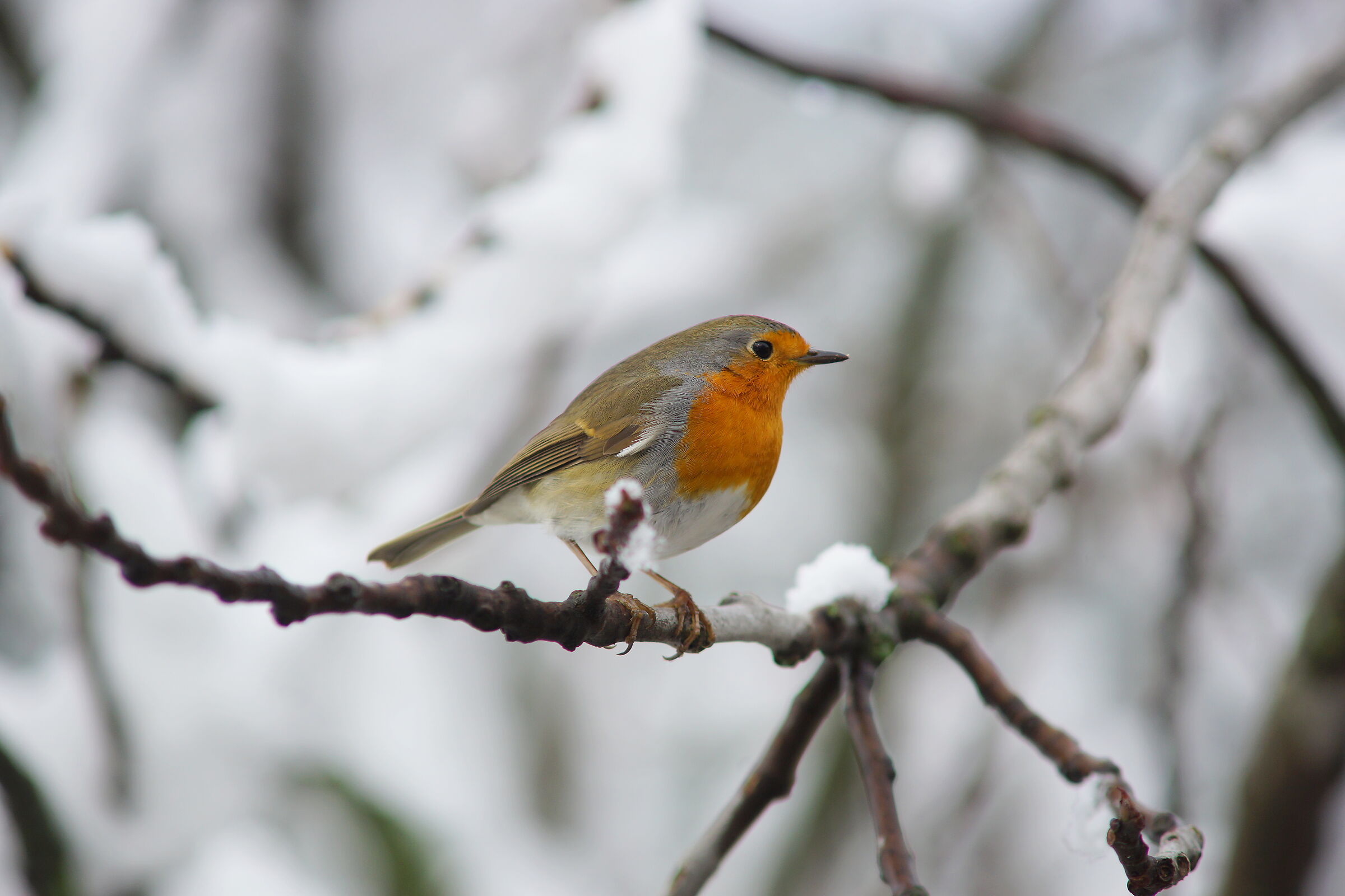 Europian Robin