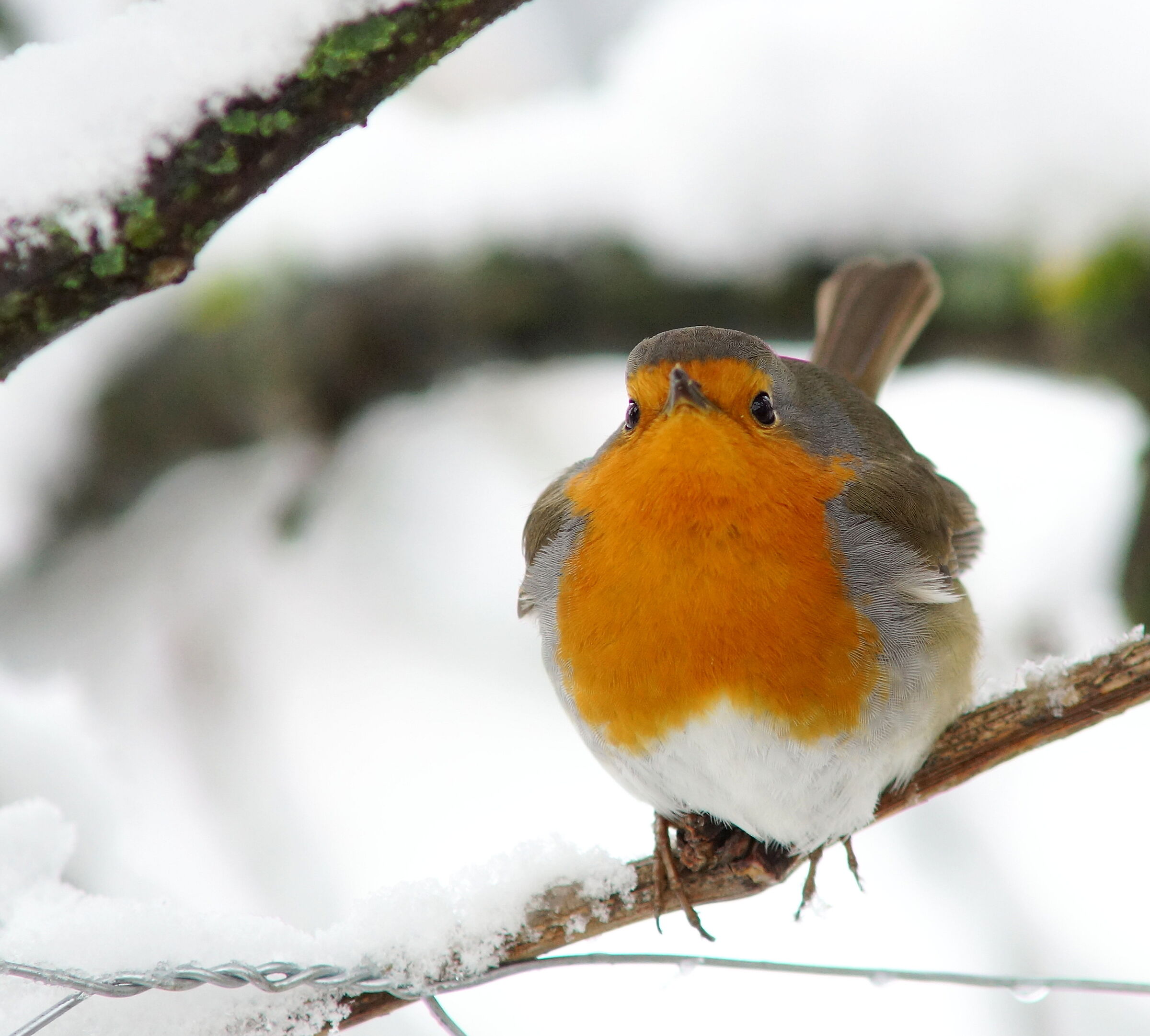 Europian Robin