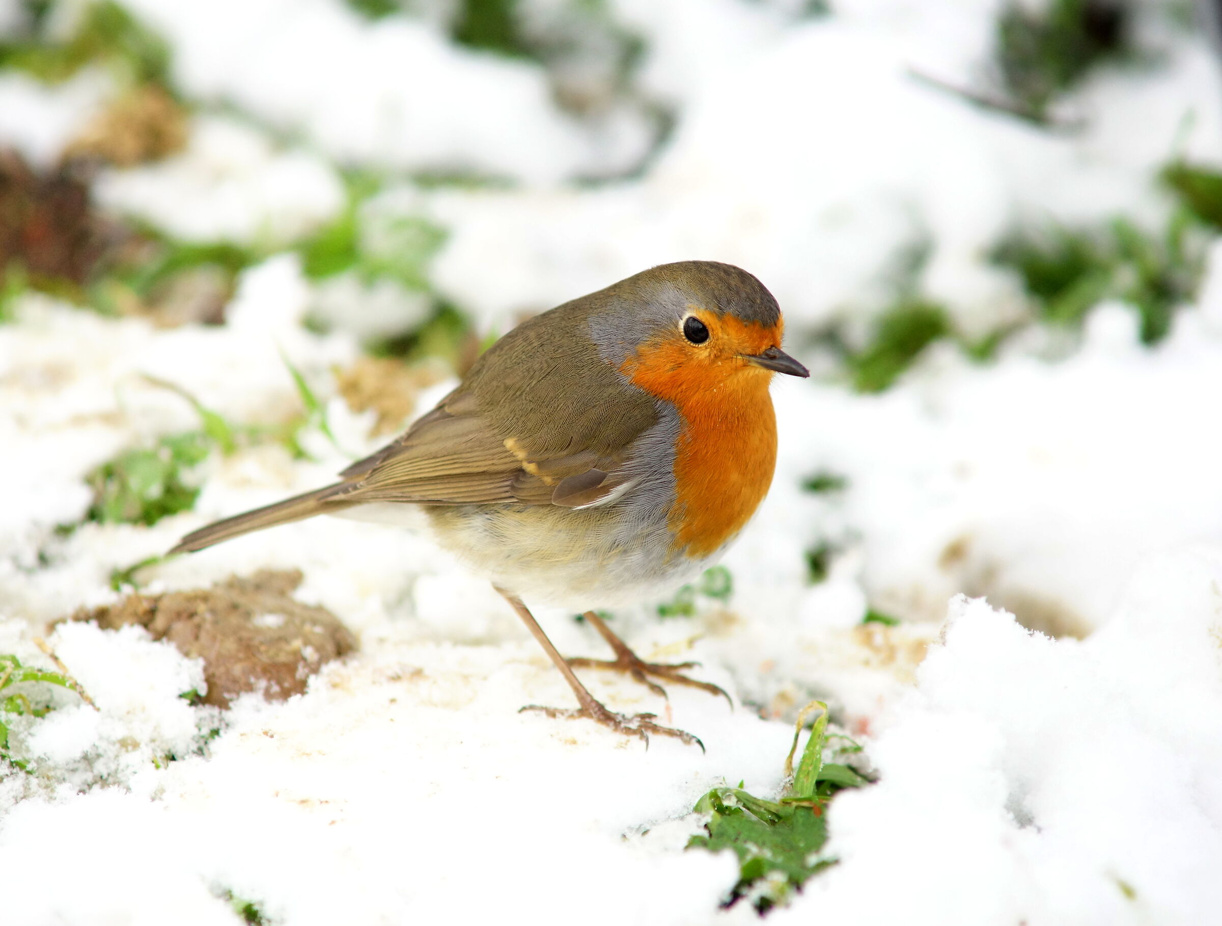 Europian Robin