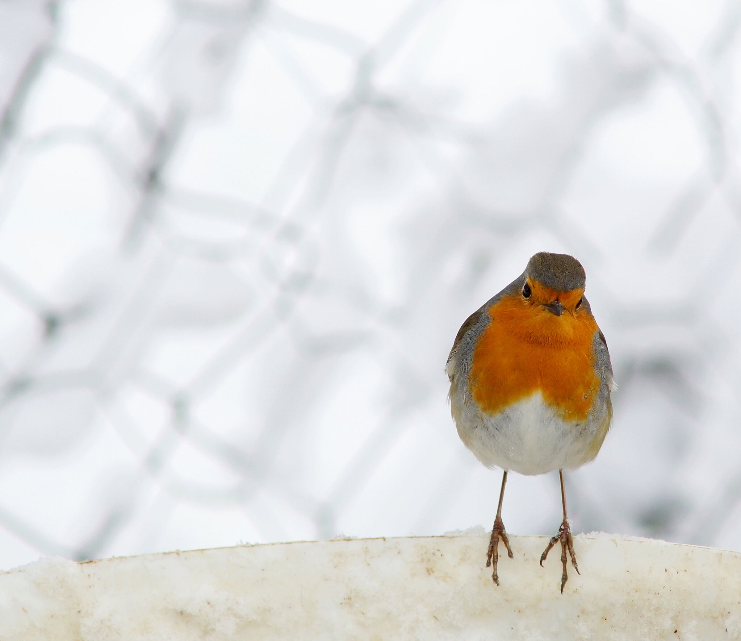 Europian Robin
