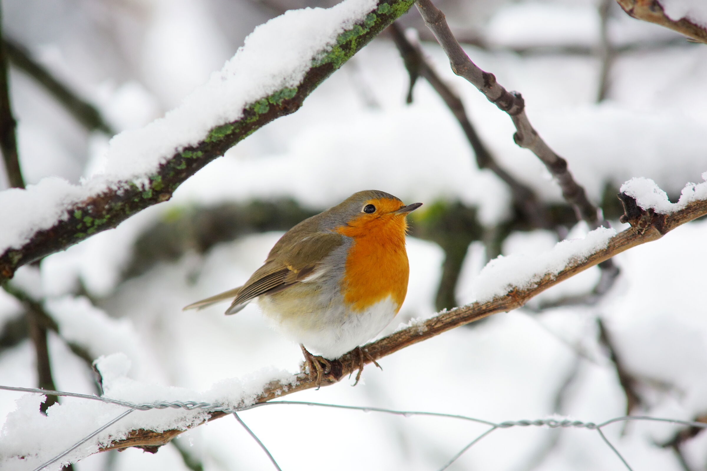 Europian Robin