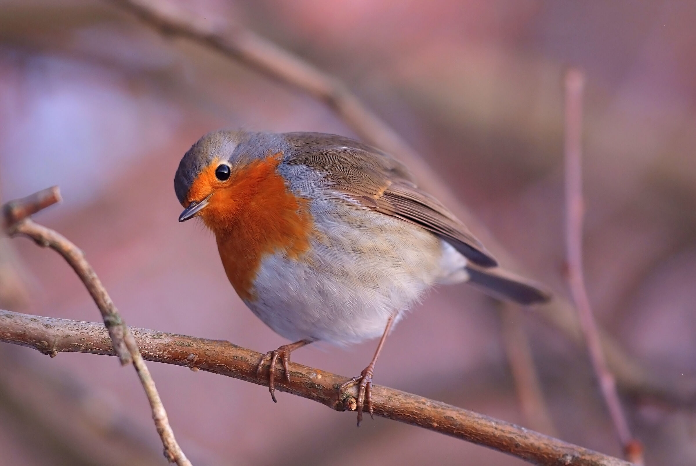 Europian Robin