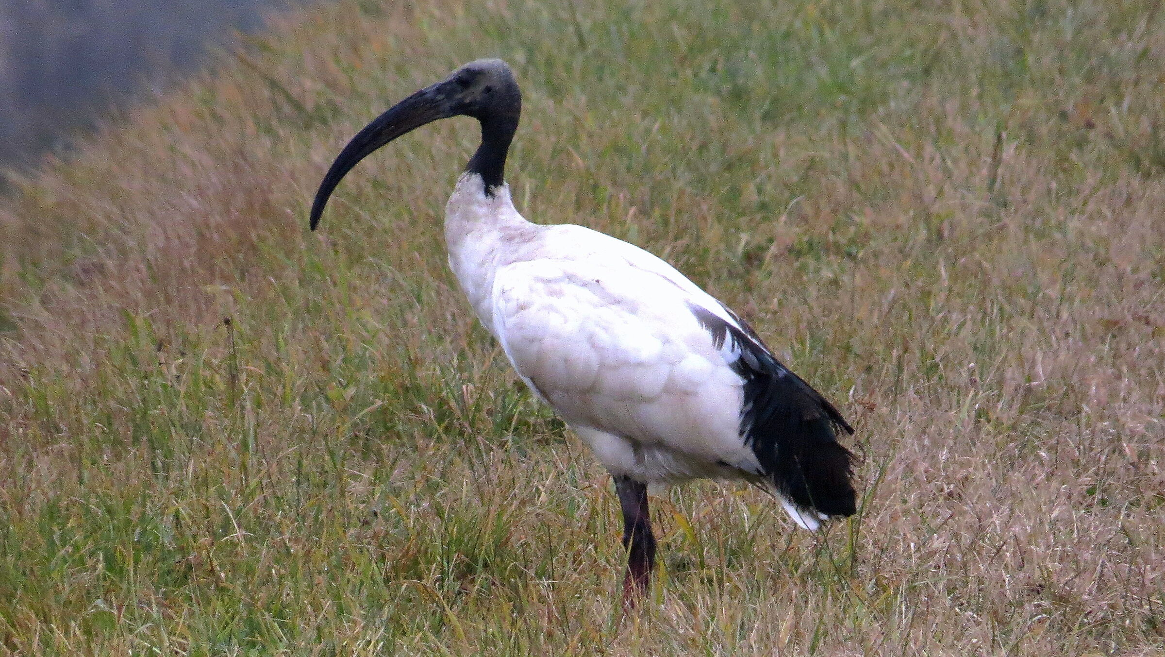 Ibis