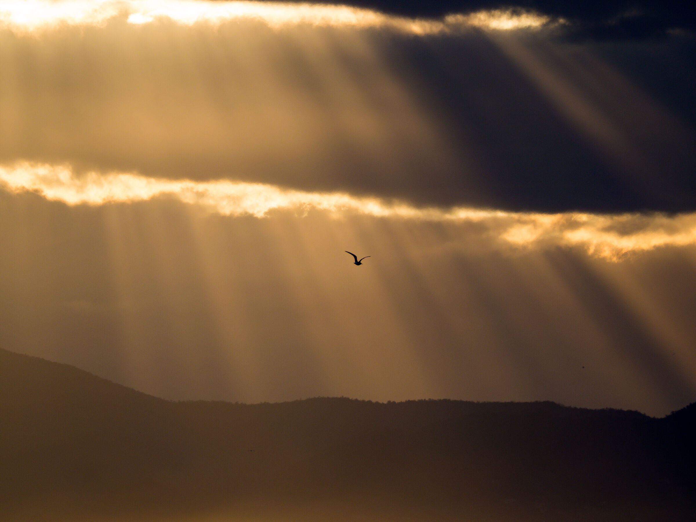 In volo tra i raggi di luce.