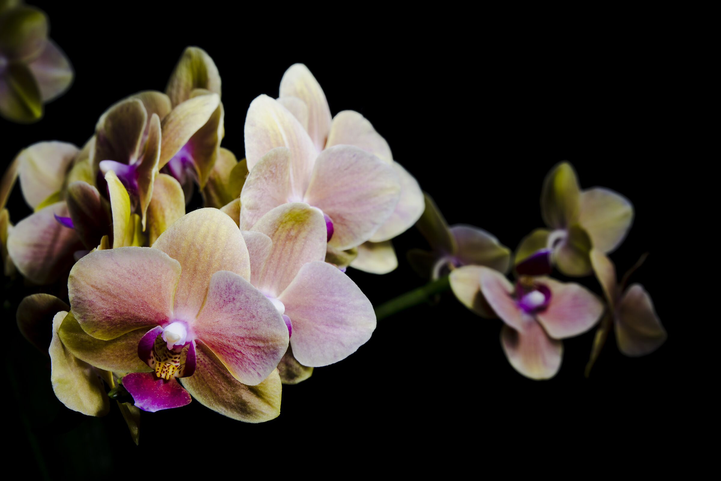 Orchid