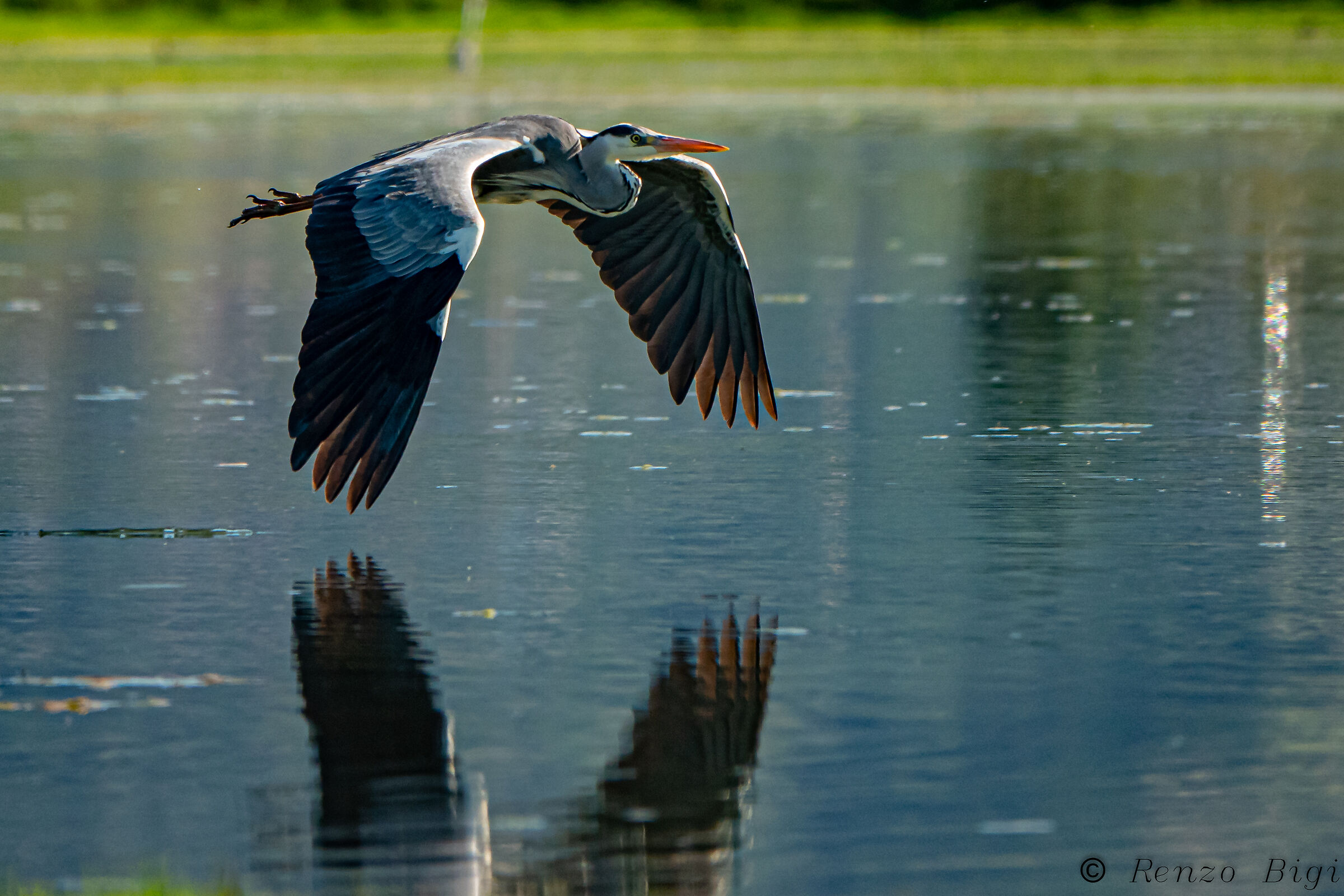 Gray heron