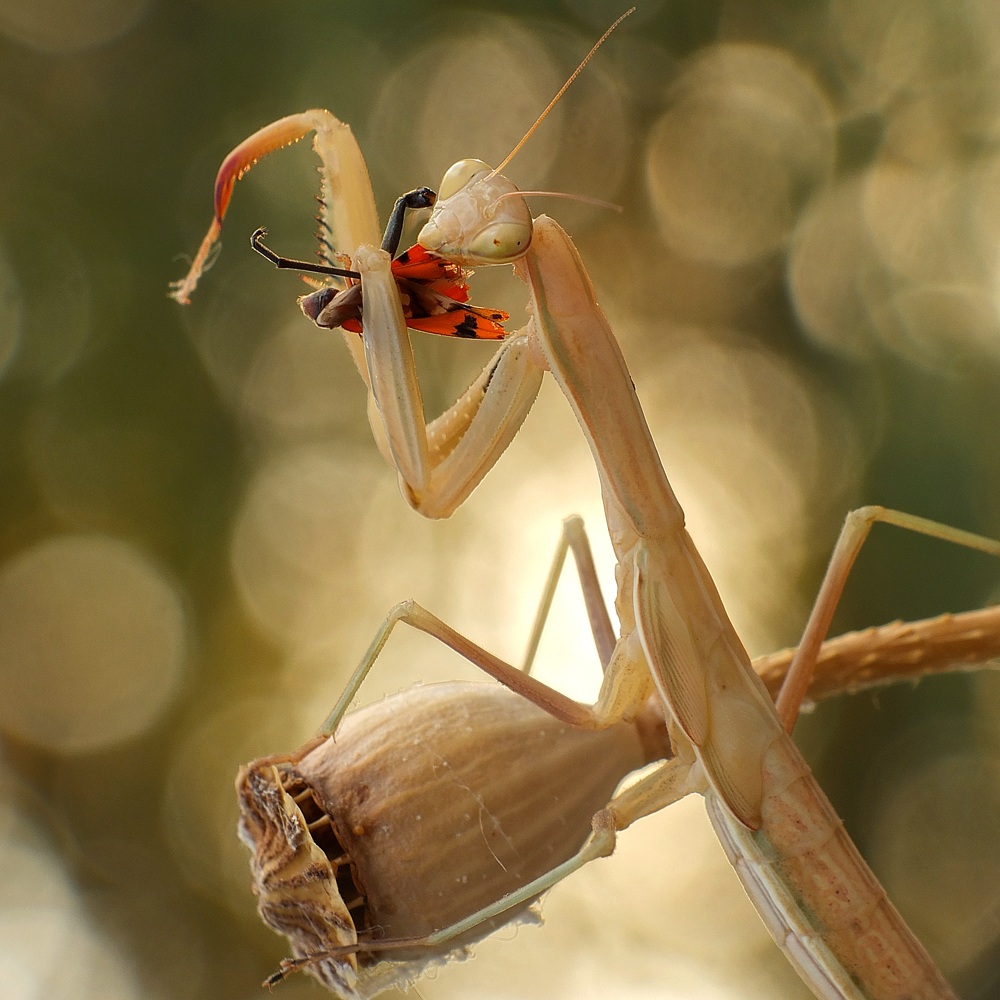 mantis