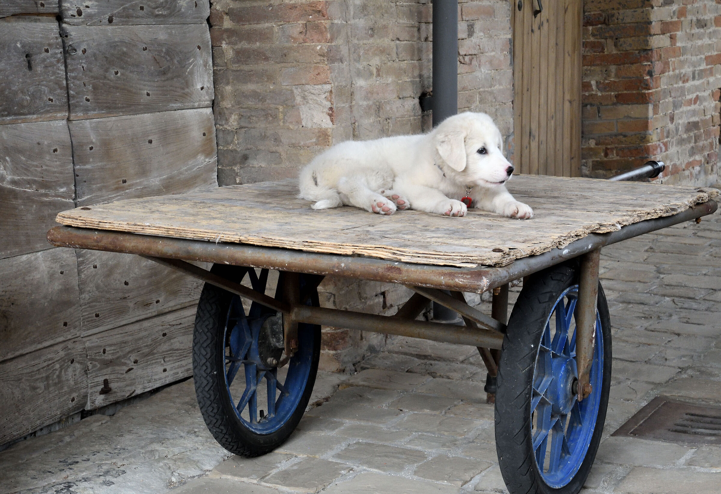 Perché camminare quando si può essere trasport...