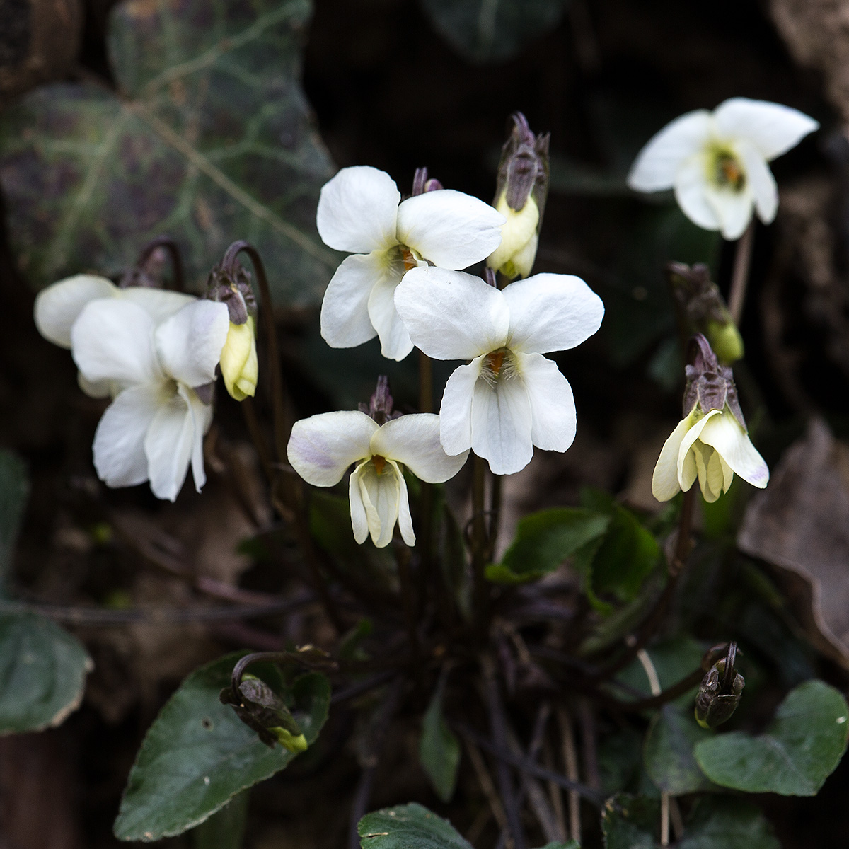 white violets