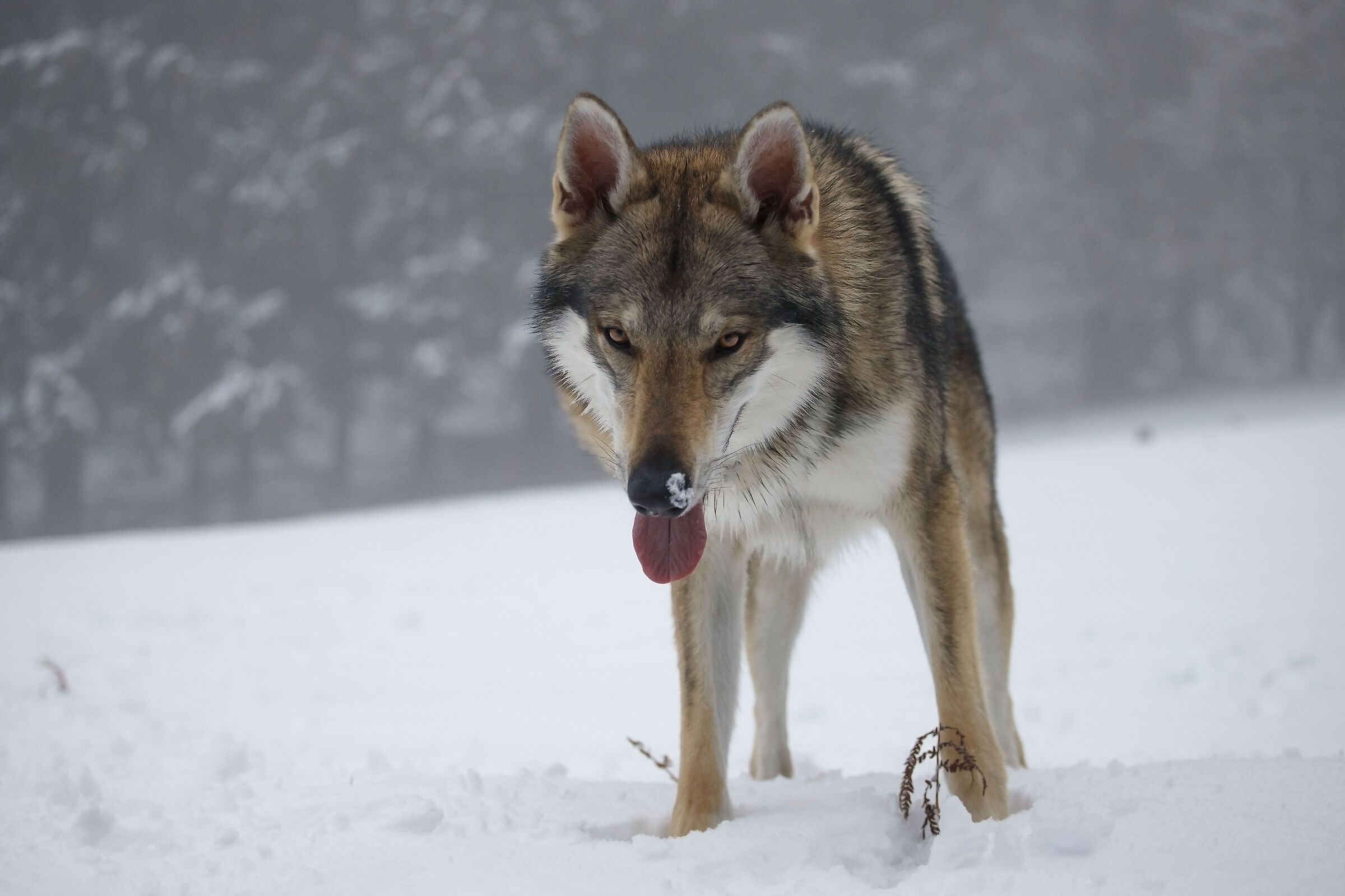 Jason-Cane Lupo Cecoslovacco